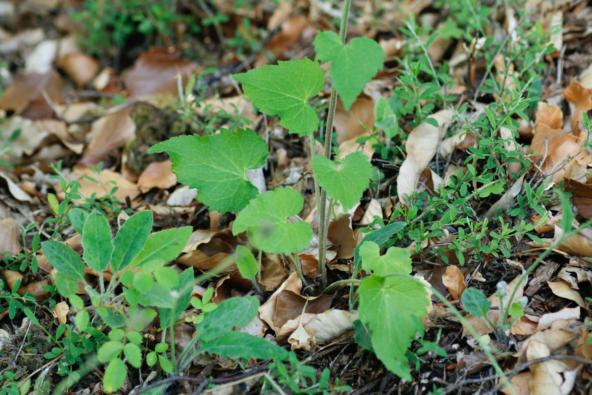 Phyteuma spicatum L. - Photo Bivouac Naturaliste
