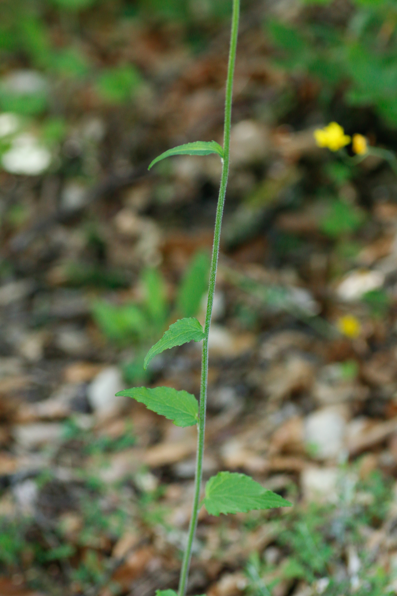Phyteuma spicatum L. - Photo Bivouac Naturaliste