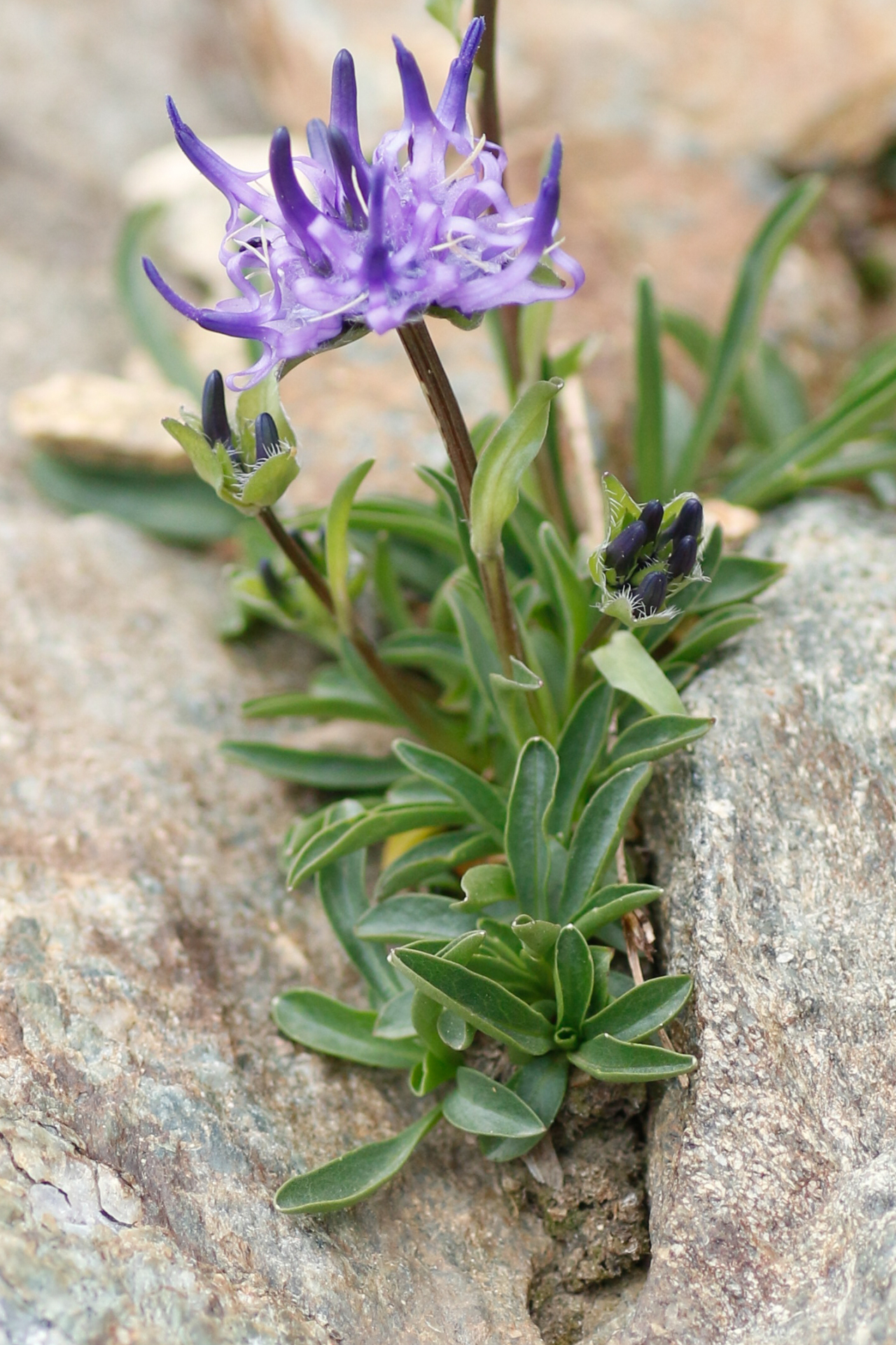 Phyteuma globulariifolium subsp. pedemontanum (R.Schulz) Bech. - Photo Bivouac Naturaliste