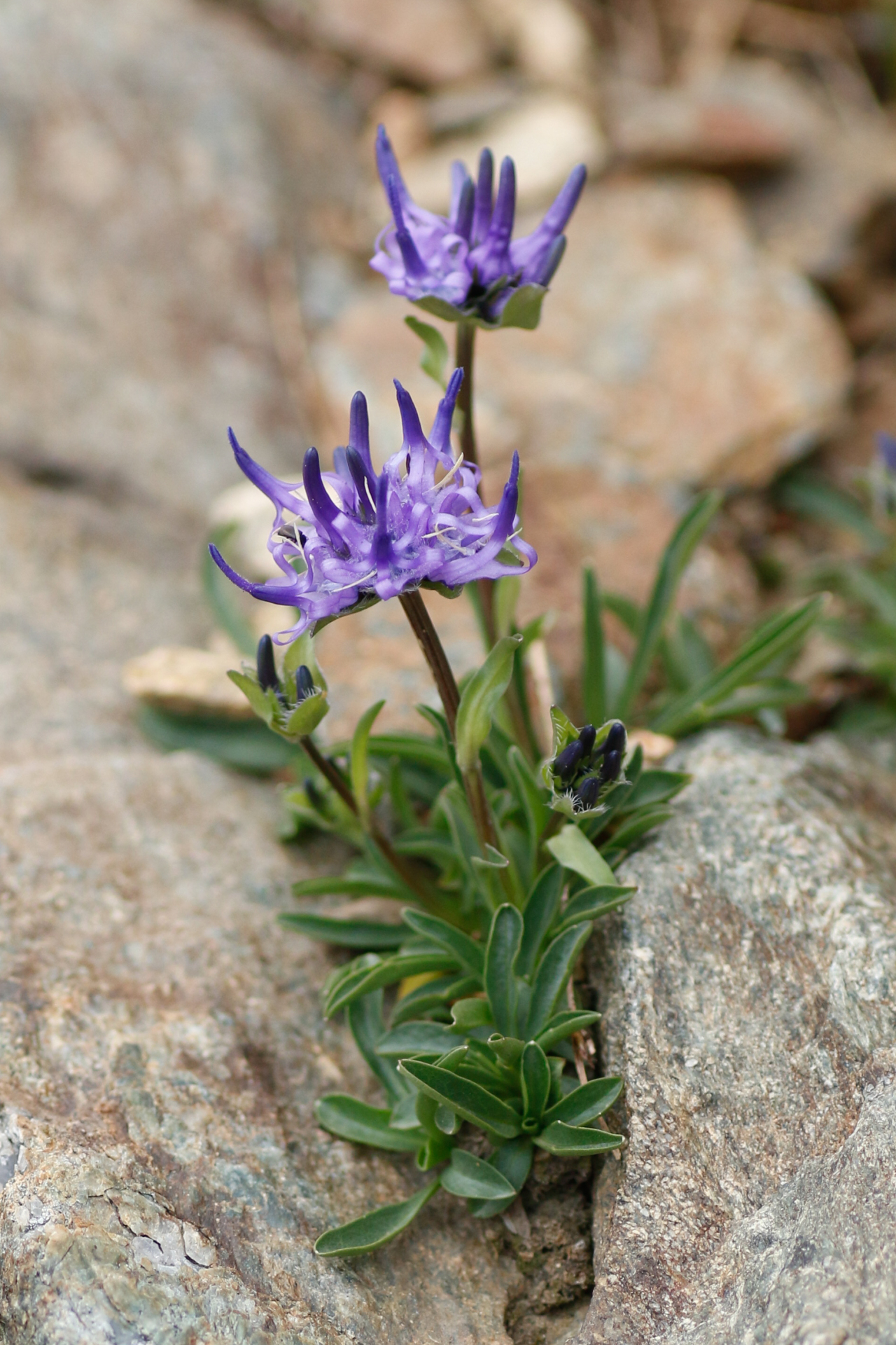 Phyteuma globulariifolium subsp. pedemontanum (R.Schulz) Bech. - Photo Bivouac Naturaliste