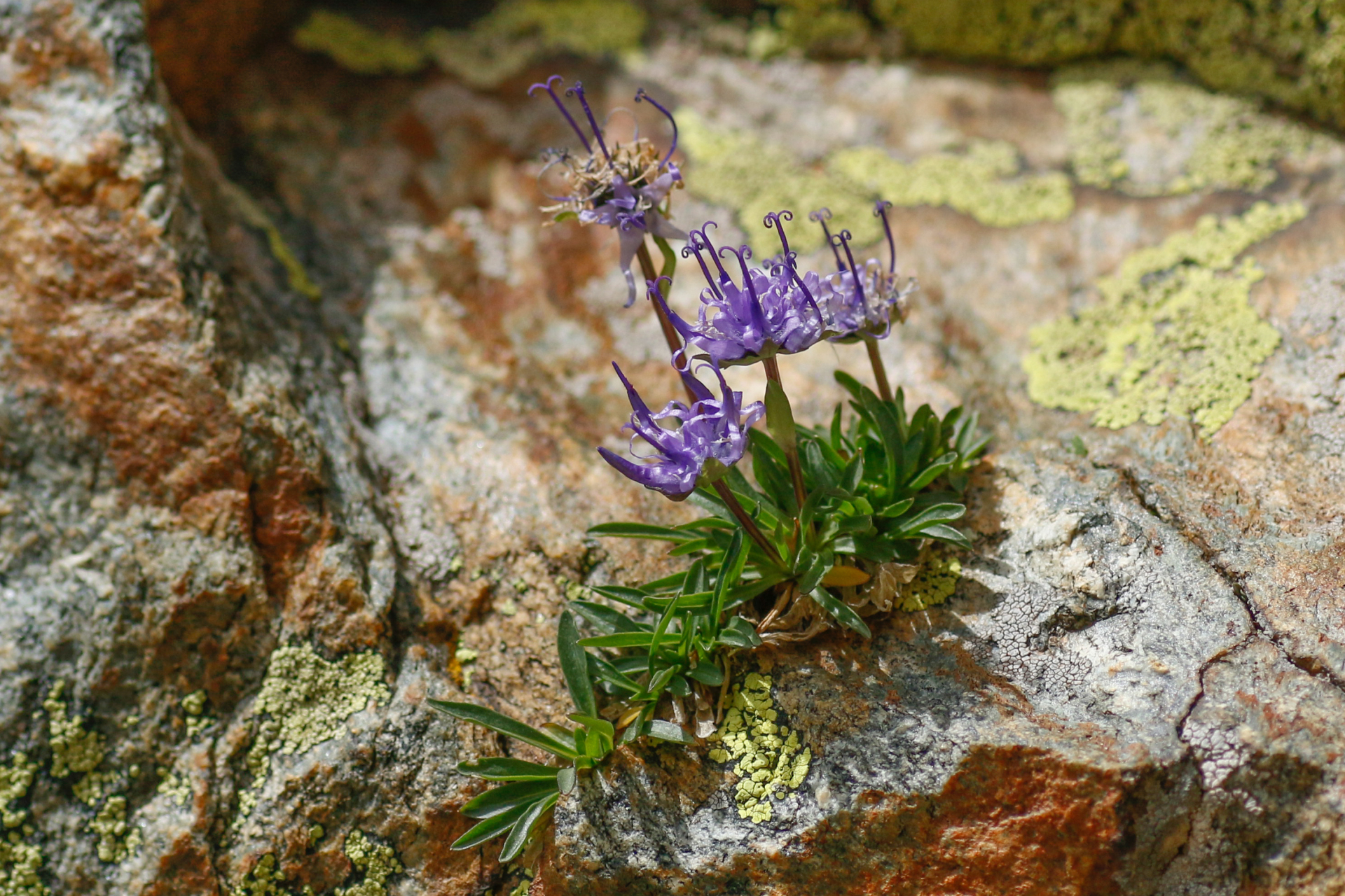 Phyteuma globulariifolium subsp. pedemontanum (R.Schulz) Bech. - Photo Bivouac Naturaliste
