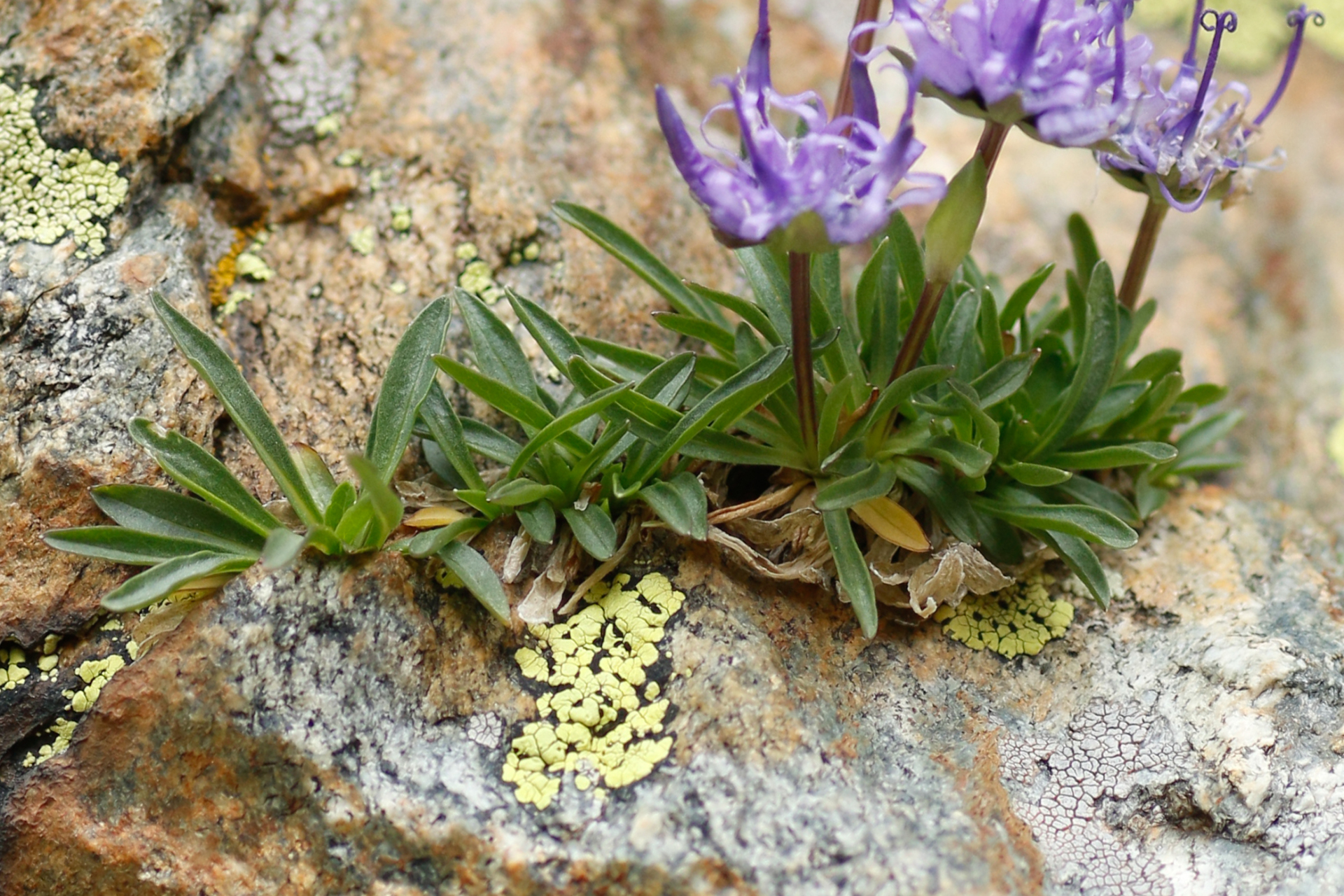 Phyteuma globulariifolium subsp. pedemontanum (R.Schulz) Bech. - Photo Bivouac Naturaliste