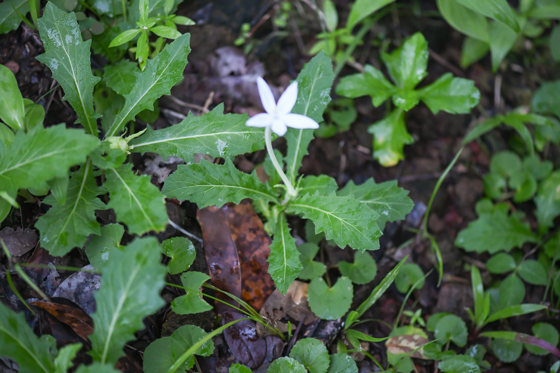 Hippobroma longiflora (L.) G.Don - Photo Bivouac Naturaliste