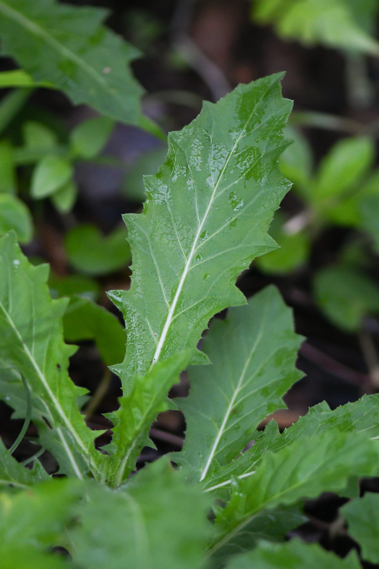 Hippobroma longiflora (L.) G.Don - Photo Bivouac Naturaliste