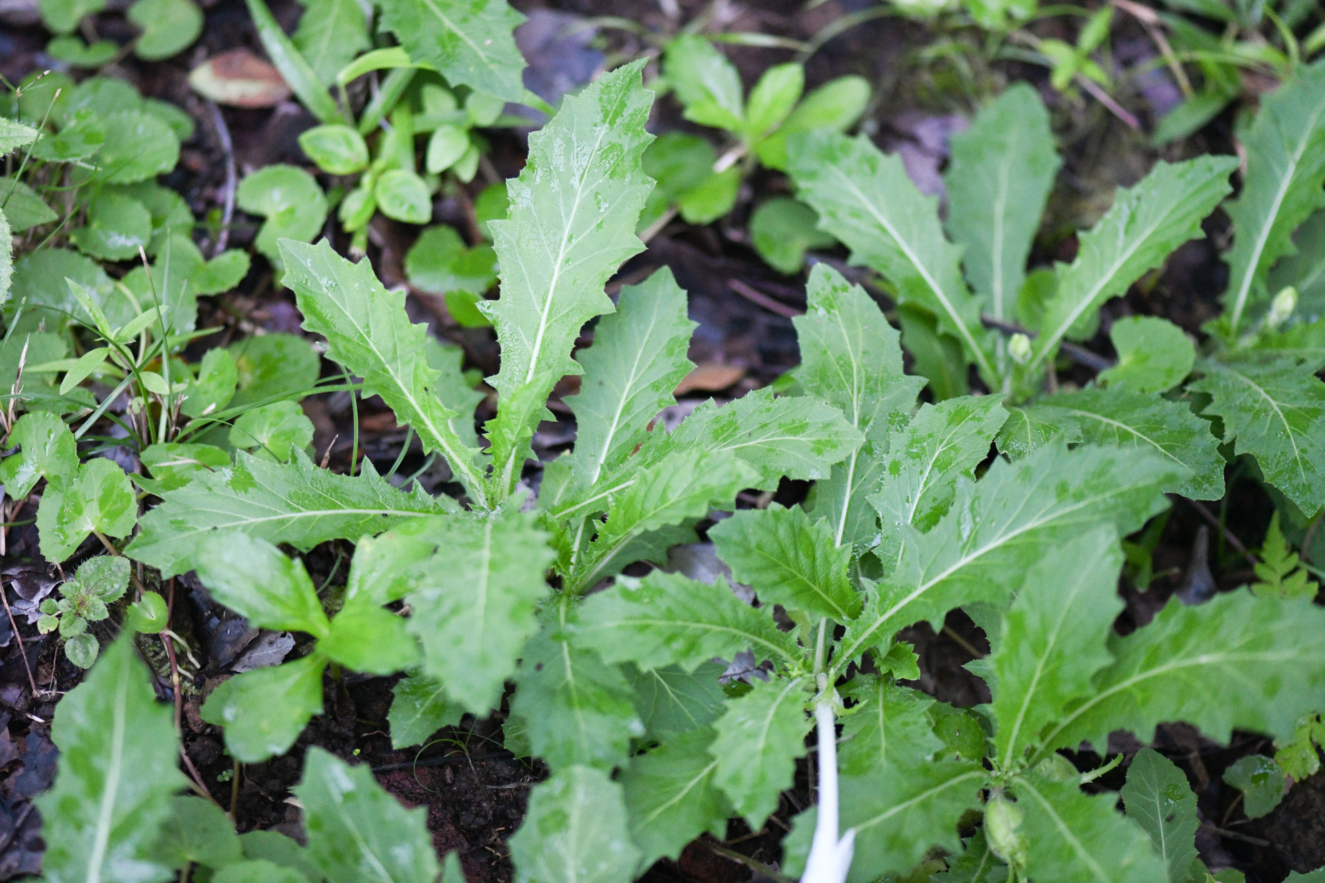 Hippobroma longiflora (L.) G.Don - Photo Bivouac Naturaliste