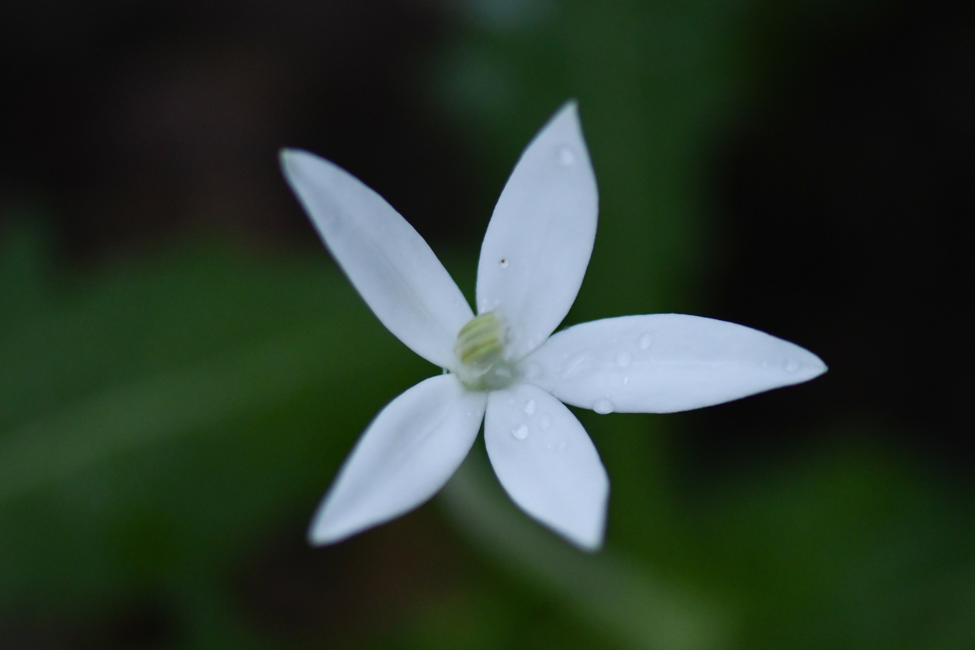 Hippobroma longiflora (L.) G.Don - Photo Bivouac Naturaliste