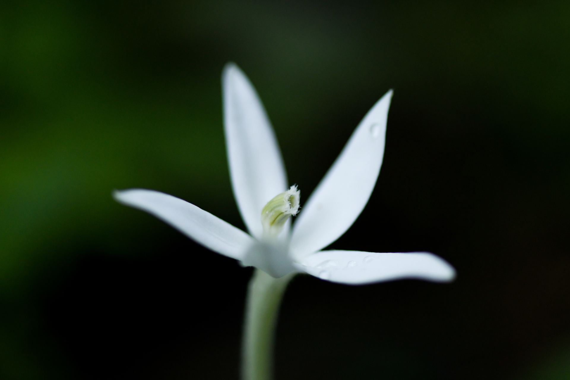 Hippobroma longiflora (L.) G.Don - Photo Bivouac Naturaliste