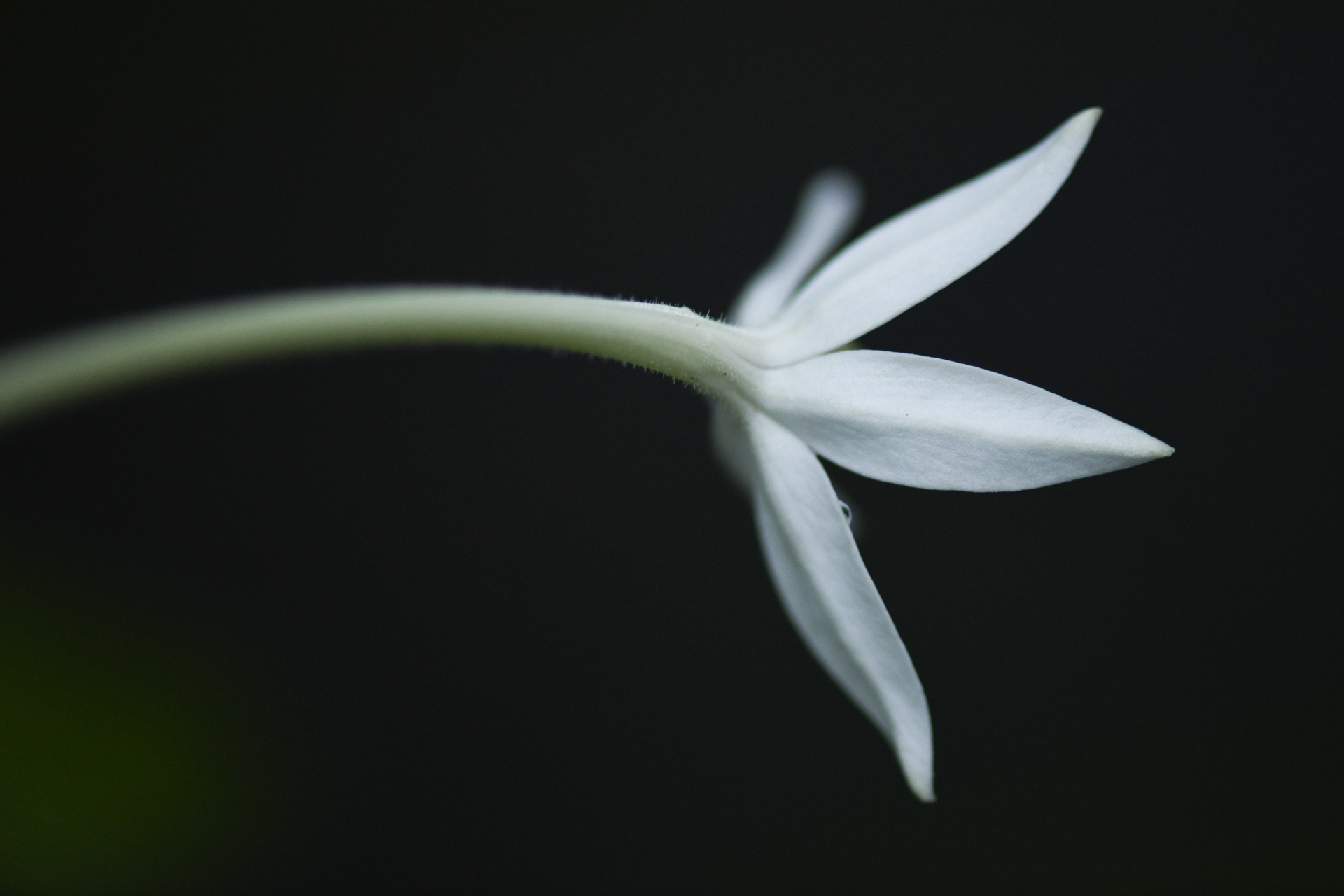 Hippobroma longiflora (L.) G.Don - Photo Bivouac Naturaliste