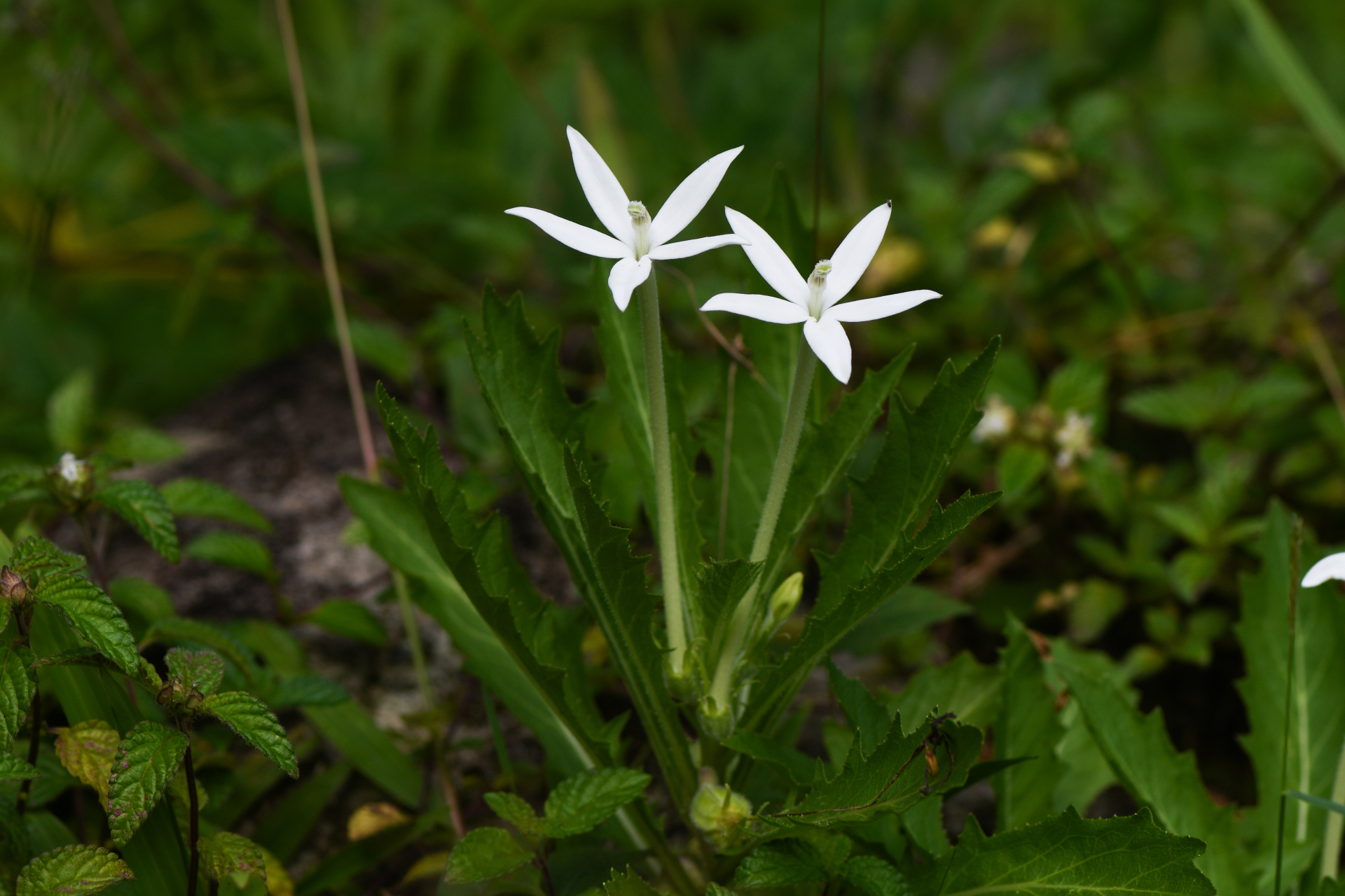 Hippobroma longiflora (L.) G.Don - Photo Bivouac Naturaliste