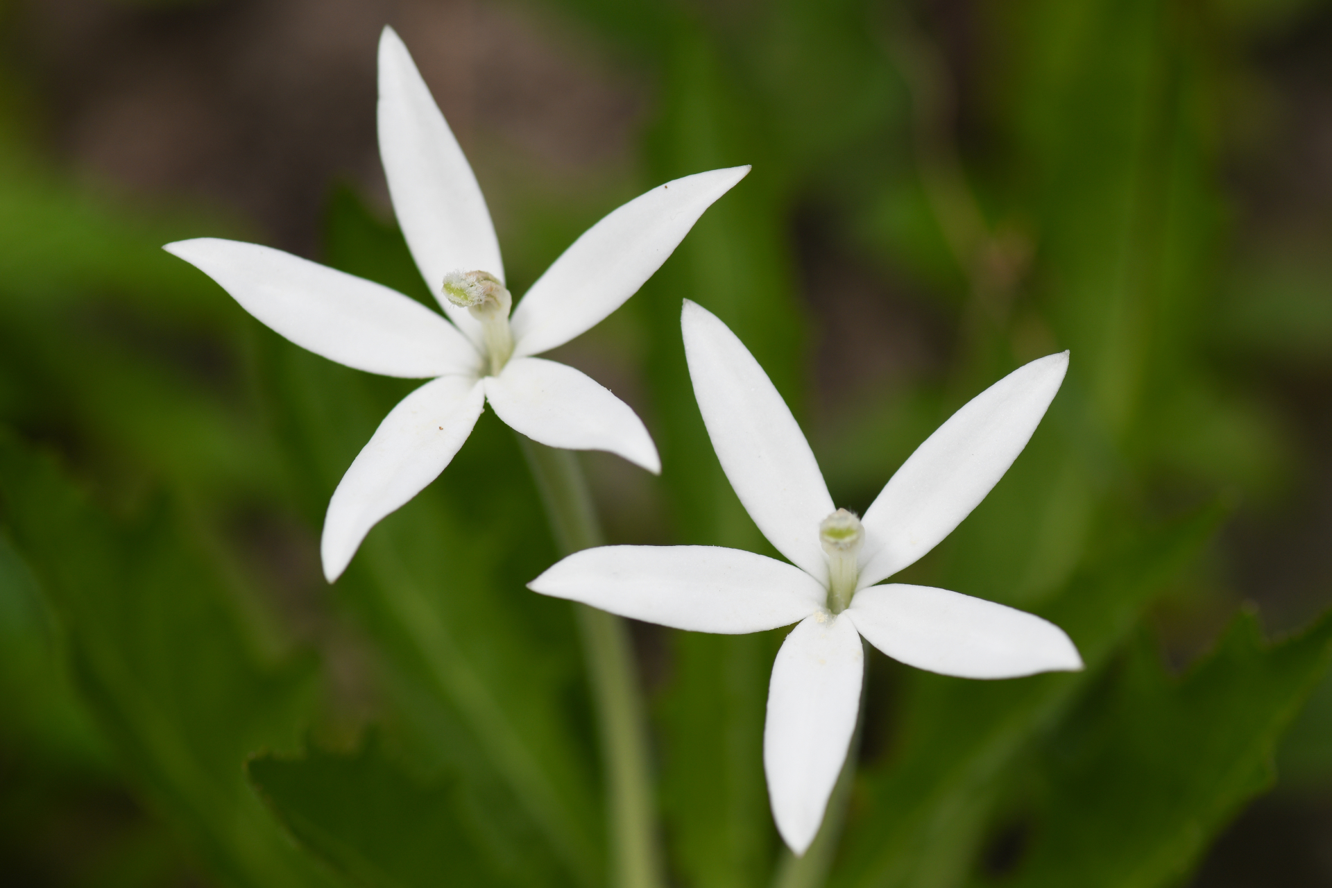 Hippobroma longiflora (L.) G.Don - Photo Bivouac Naturaliste