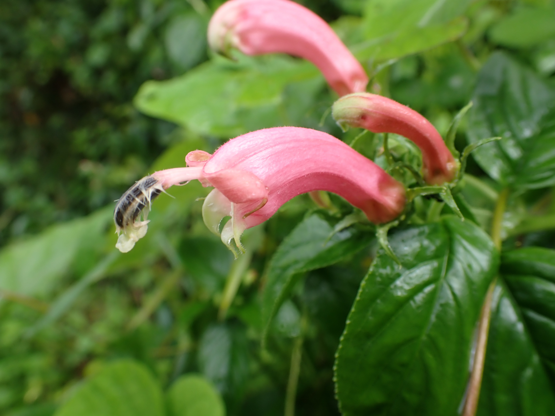 Centropogon cornutus (L.) Druce - Photo Bivouac Naturaliste