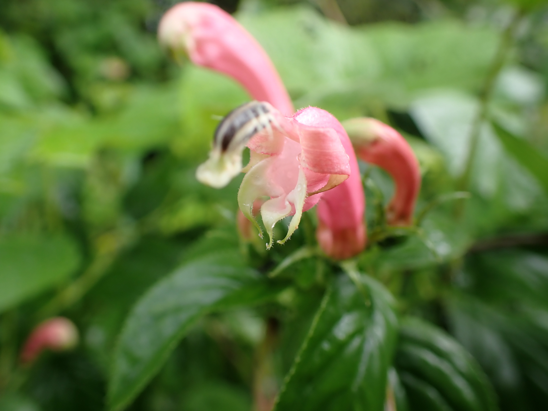 Centropogon cornutus (L.) Druce - Photo Bivouac Naturaliste