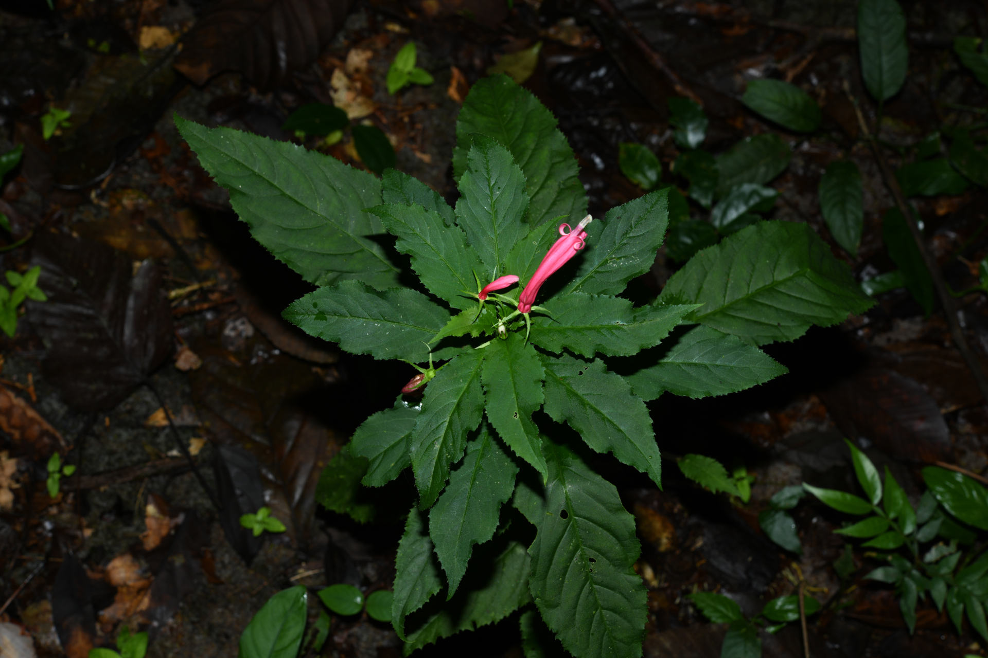 Centropogon C.Presl - Photo Bivouac Naturaliste