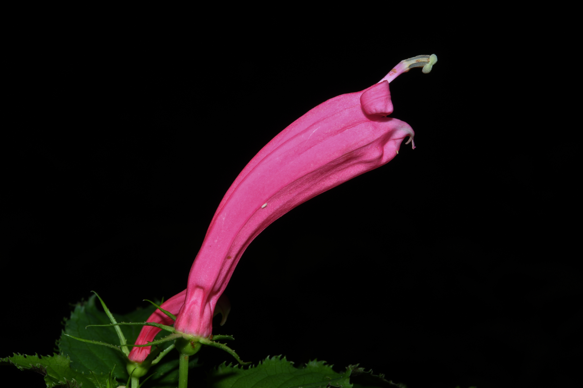 Centropogon C.Presl - Photo Bivouac Naturaliste