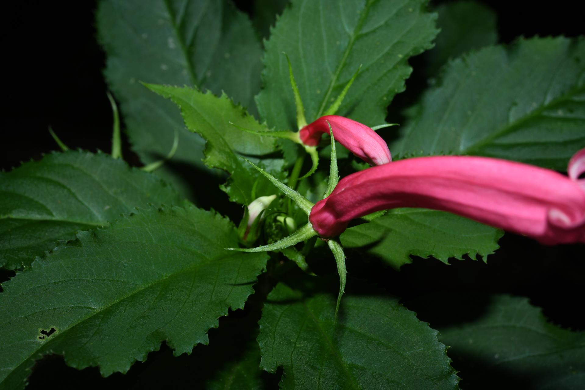 Centropogon C.Presl - Photo Bivouac Naturaliste