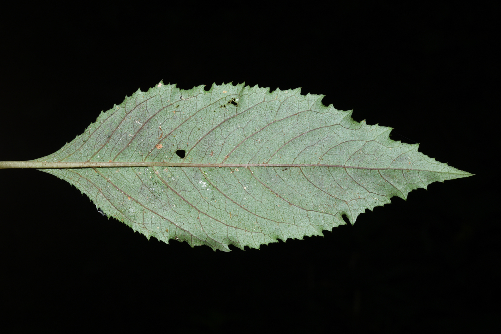 Centropogon C.Presl - Photo Bivouac Naturaliste