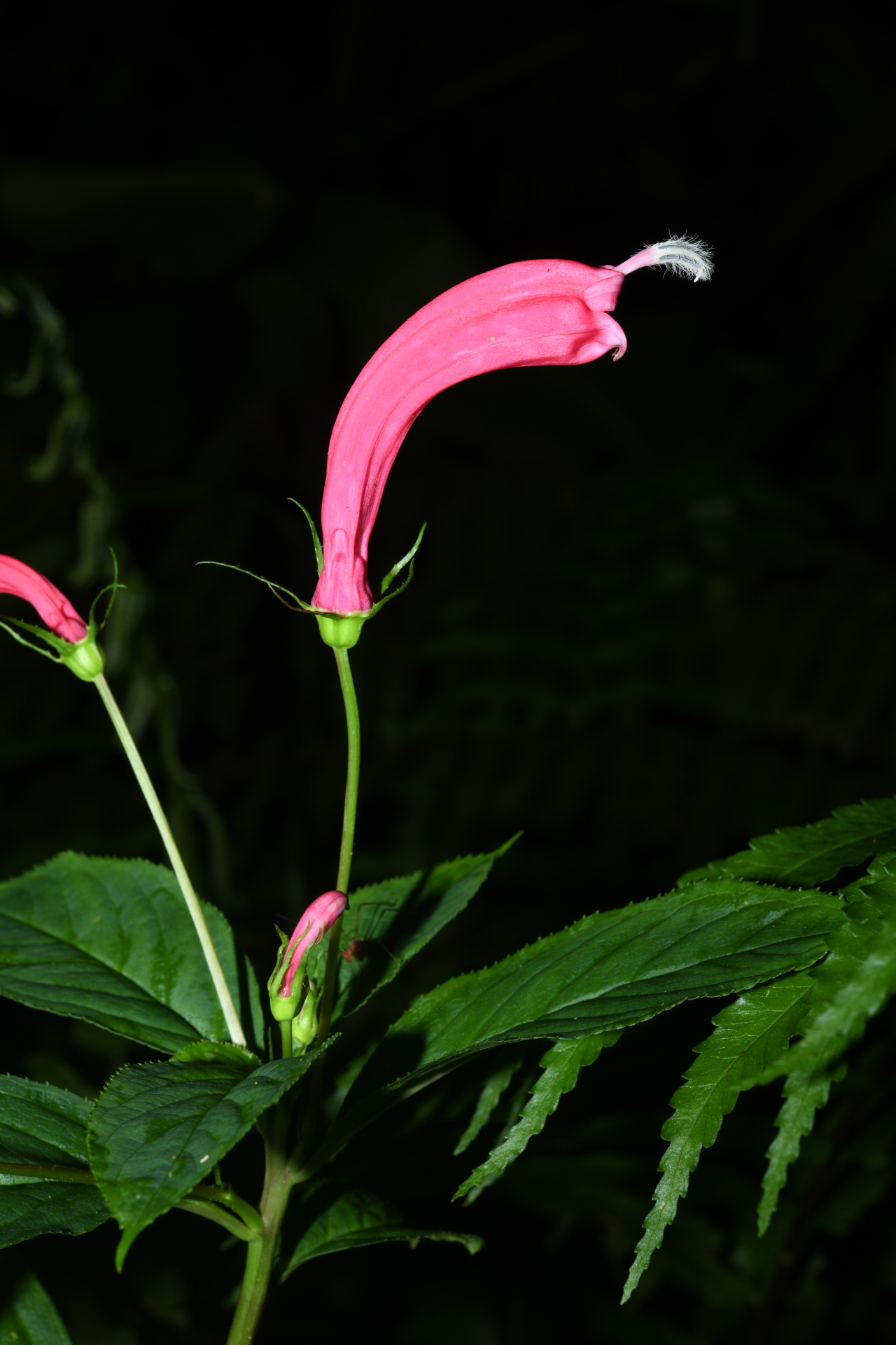 Centropogon C.Presl - Photo Bivouac Naturaliste