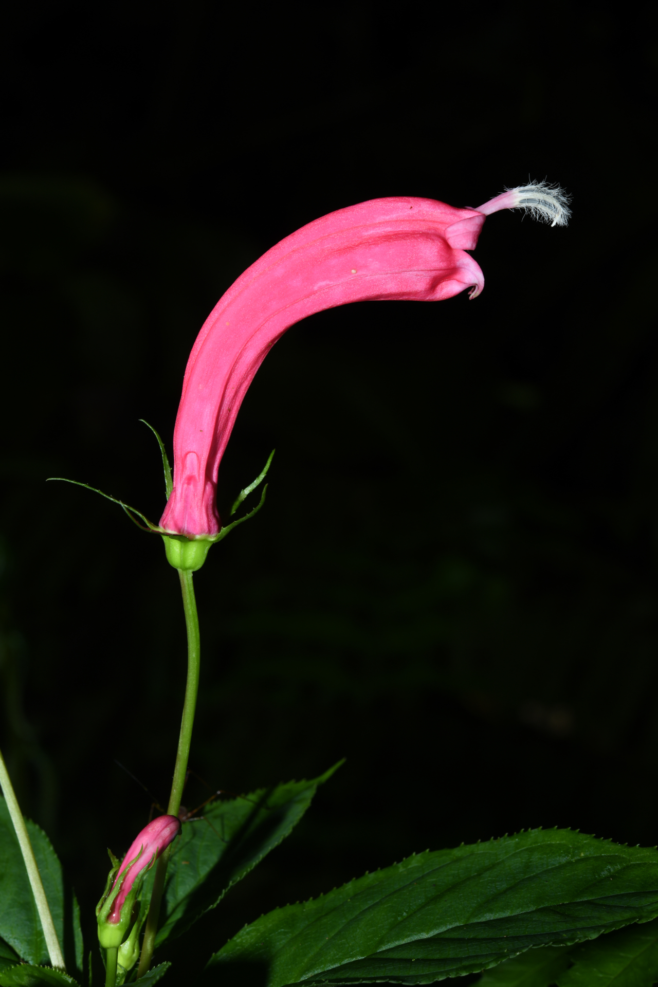 Centropogon C.Presl - Photo Bivouac Naturaliste