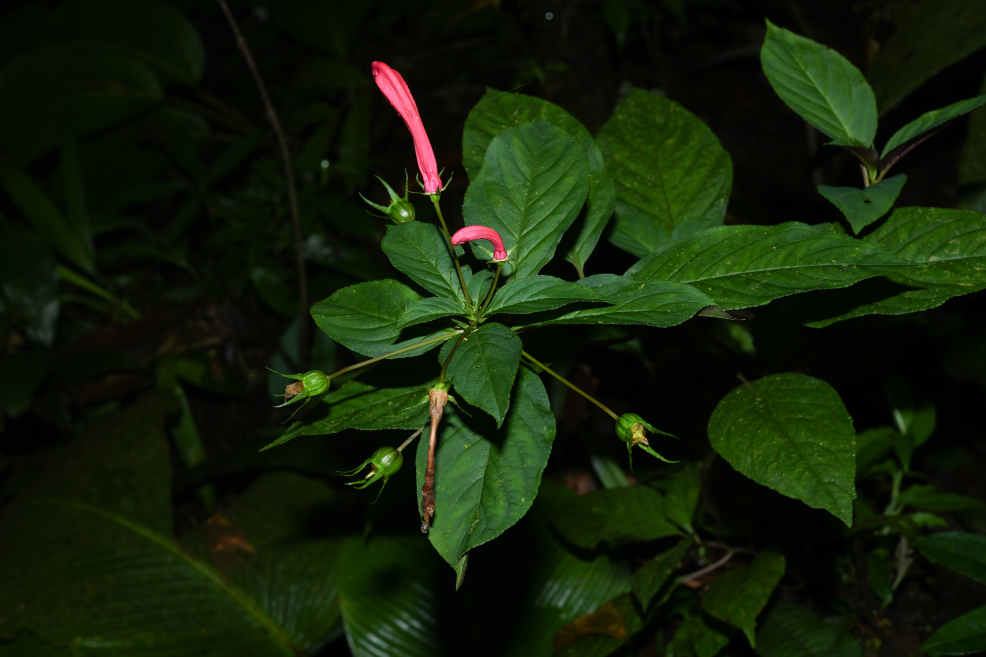 Centropogon C.Presl - Photo Bivouac Naturaliste