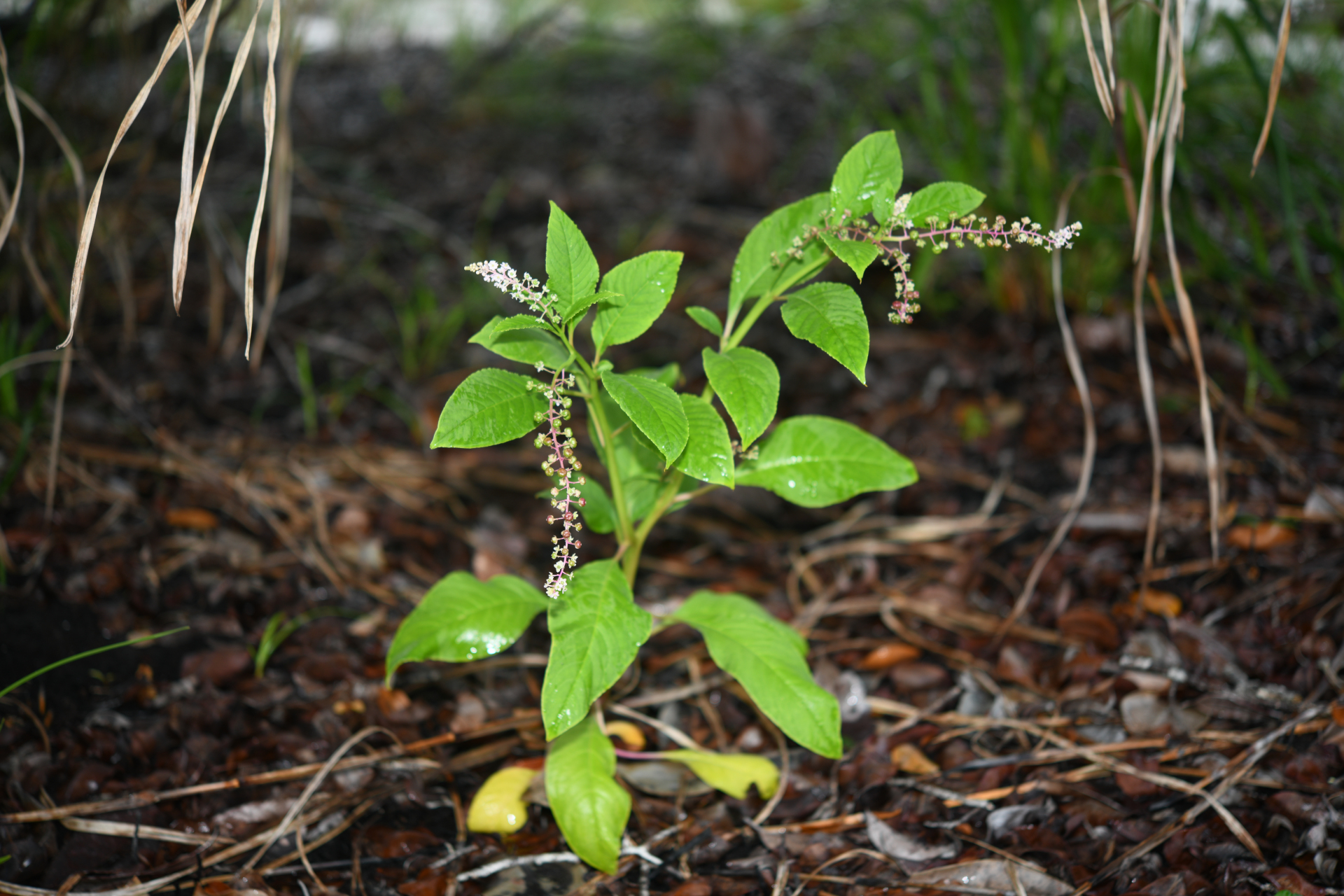 Phytolacca thyrsiflora Fenzl ex J.A.Schmidt - Photo Bivouac Naturaliste