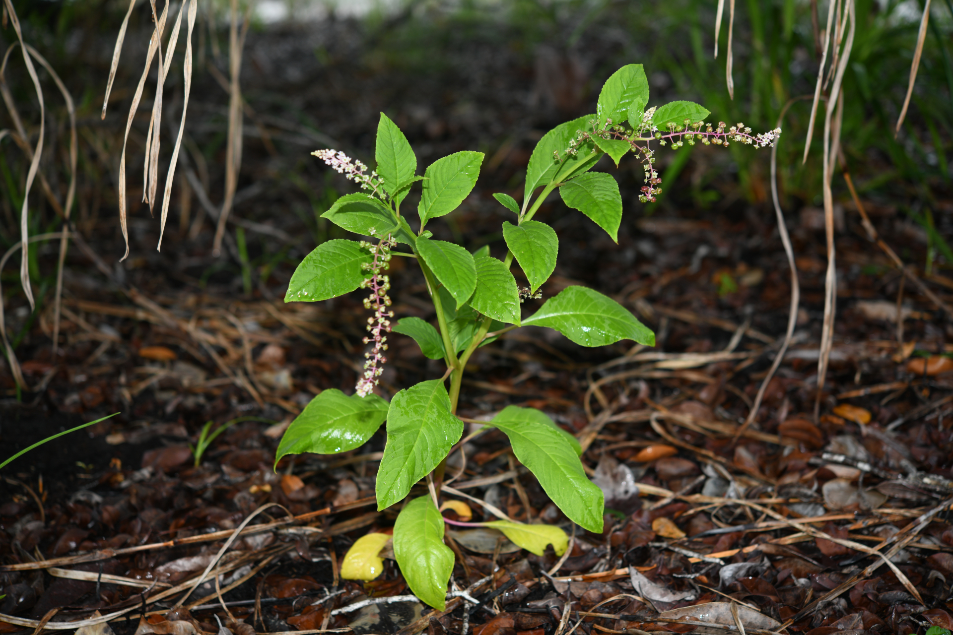 Phytolacca thyrsiflora Fenzl ex J.A.Schmidt - Photo Bivouac Naturaliste