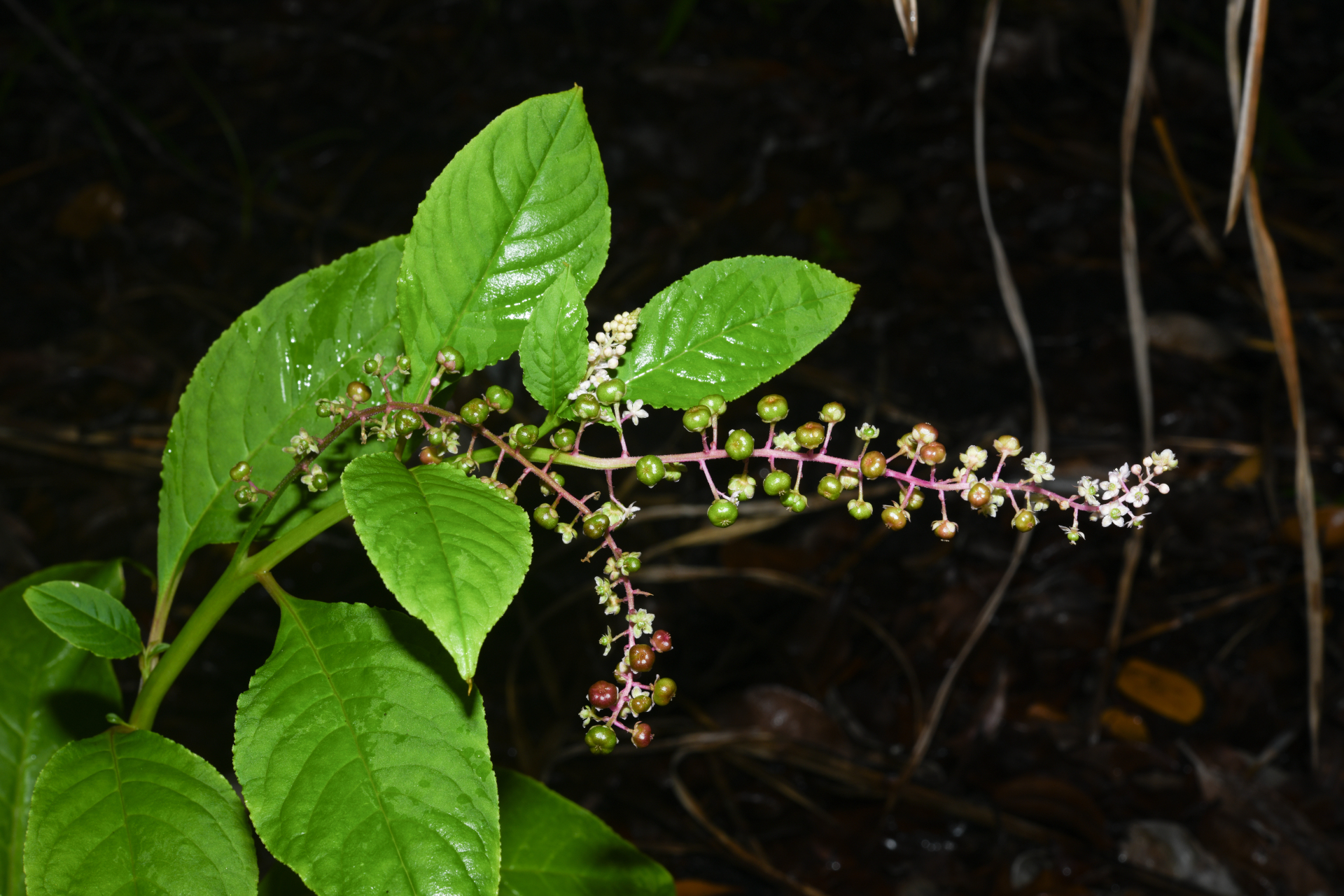 Phytolacca thyrsiflora Fenzl ex J.A.Schmidt - Photo Bivouac Naturaliste