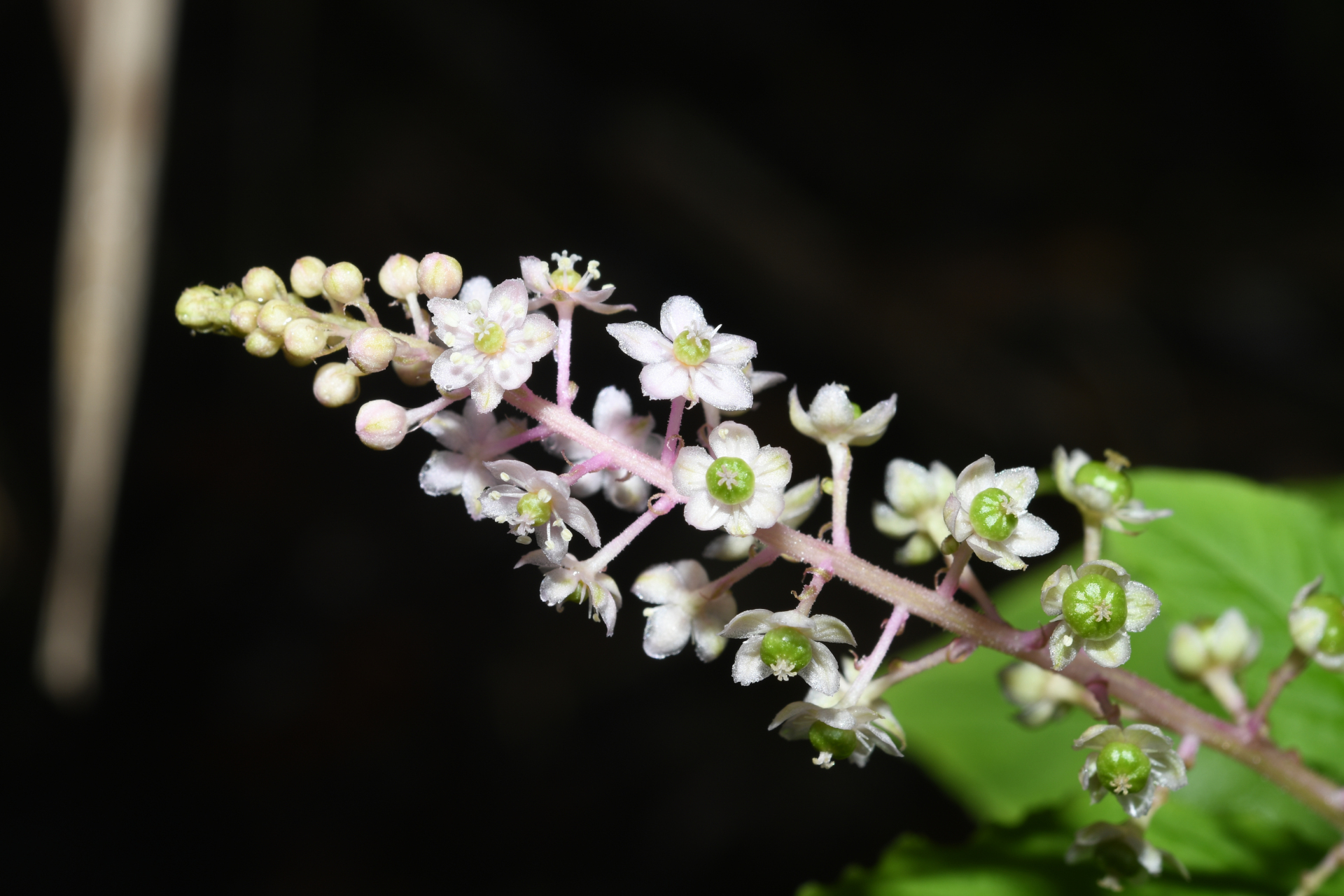 Phytolacca thyrsiflora Fenzl ex J.A.Schmidt - Photo Bivouac Naturaliste