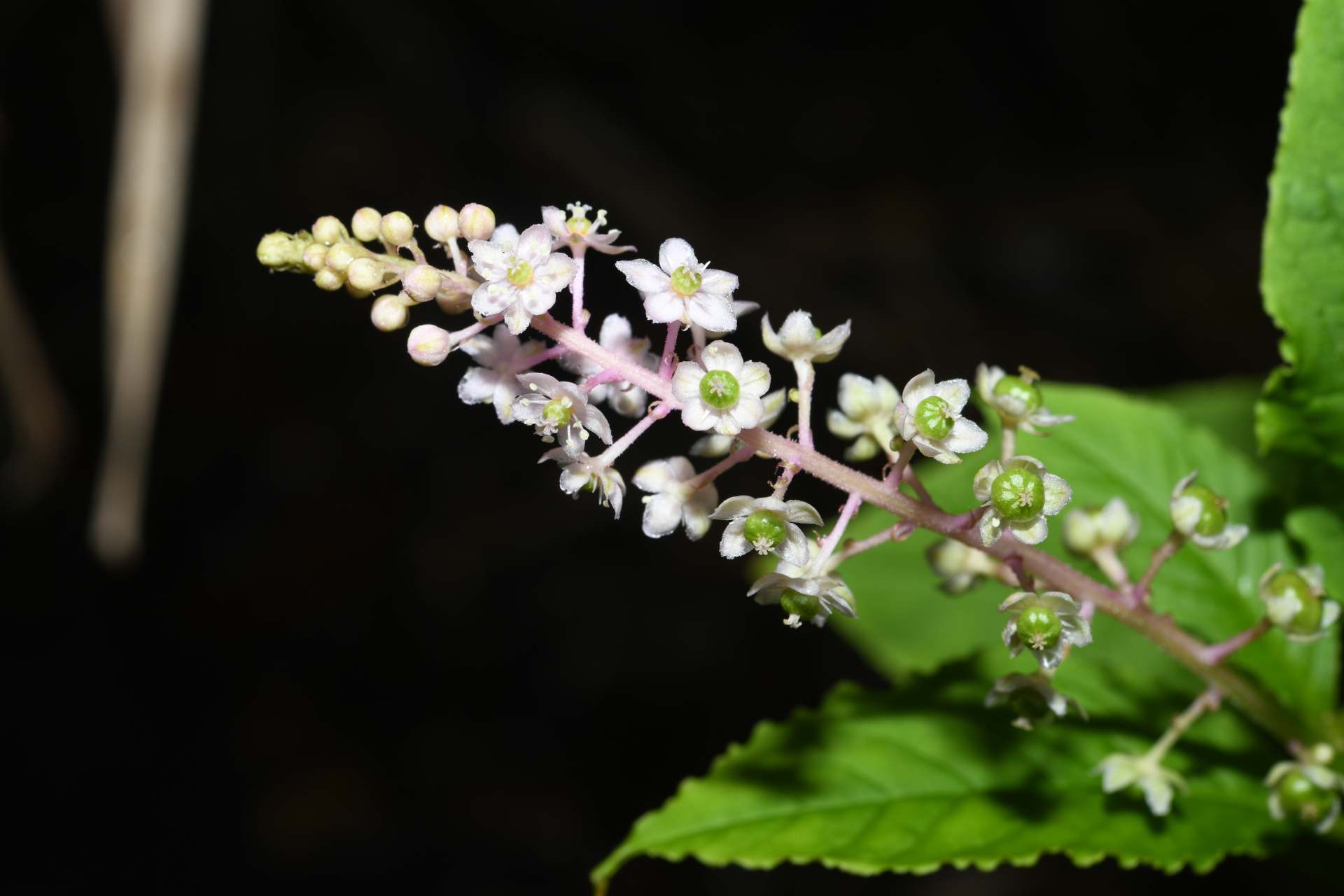 Phytolacca thyrsiflora Fenzl ex J.A.Schmidt - Photo Bivouac Naturaliste