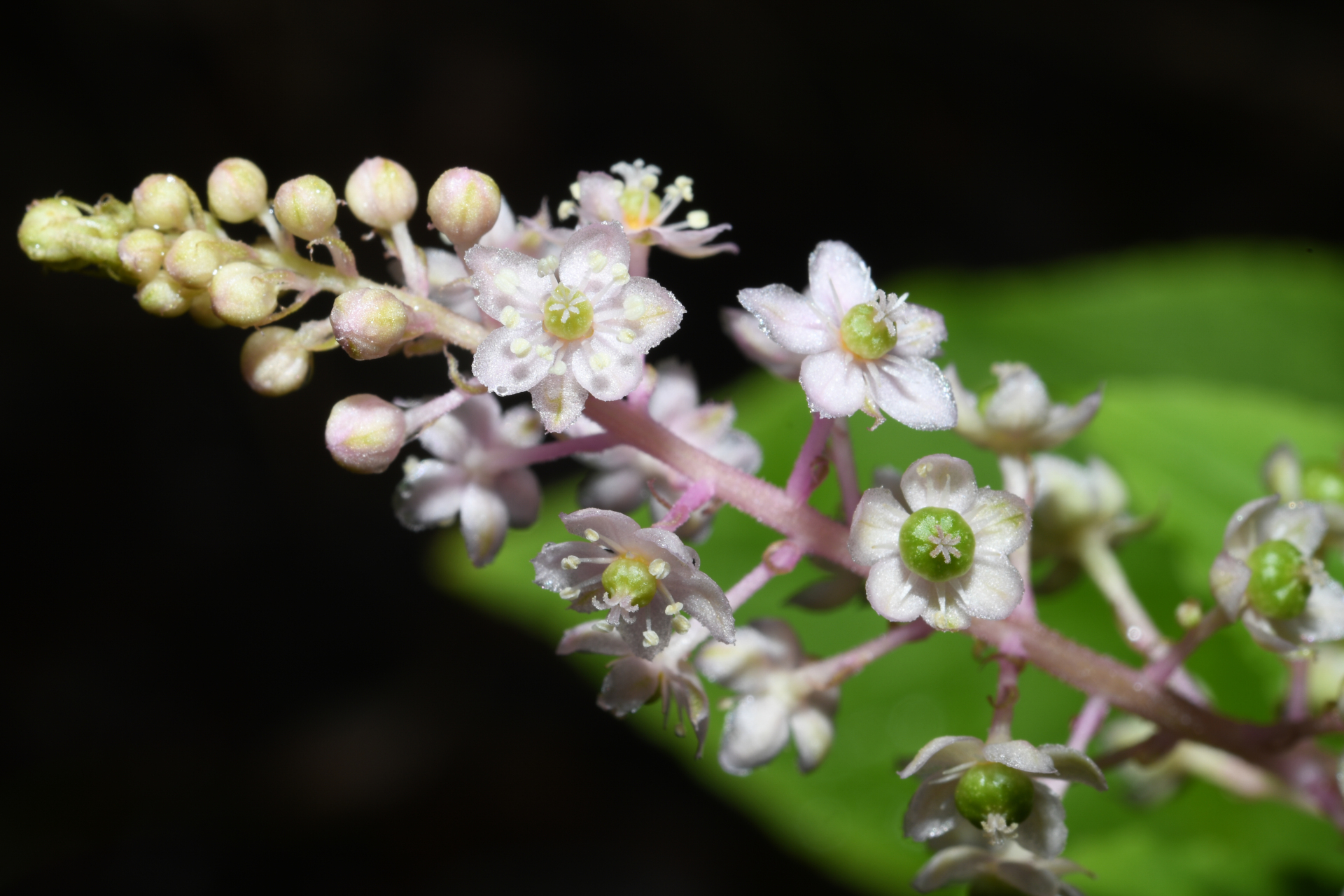 Phytolacca thyrsiflora Fenzl ex J.A.Schmidt - Photo Bivouac Naturaliste