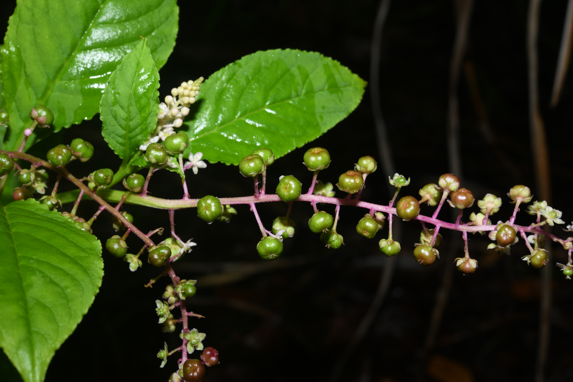Phytolacca thyrsiflora Fenzl ex J.A.Schmidt - Photo Bivouac Naturaliste