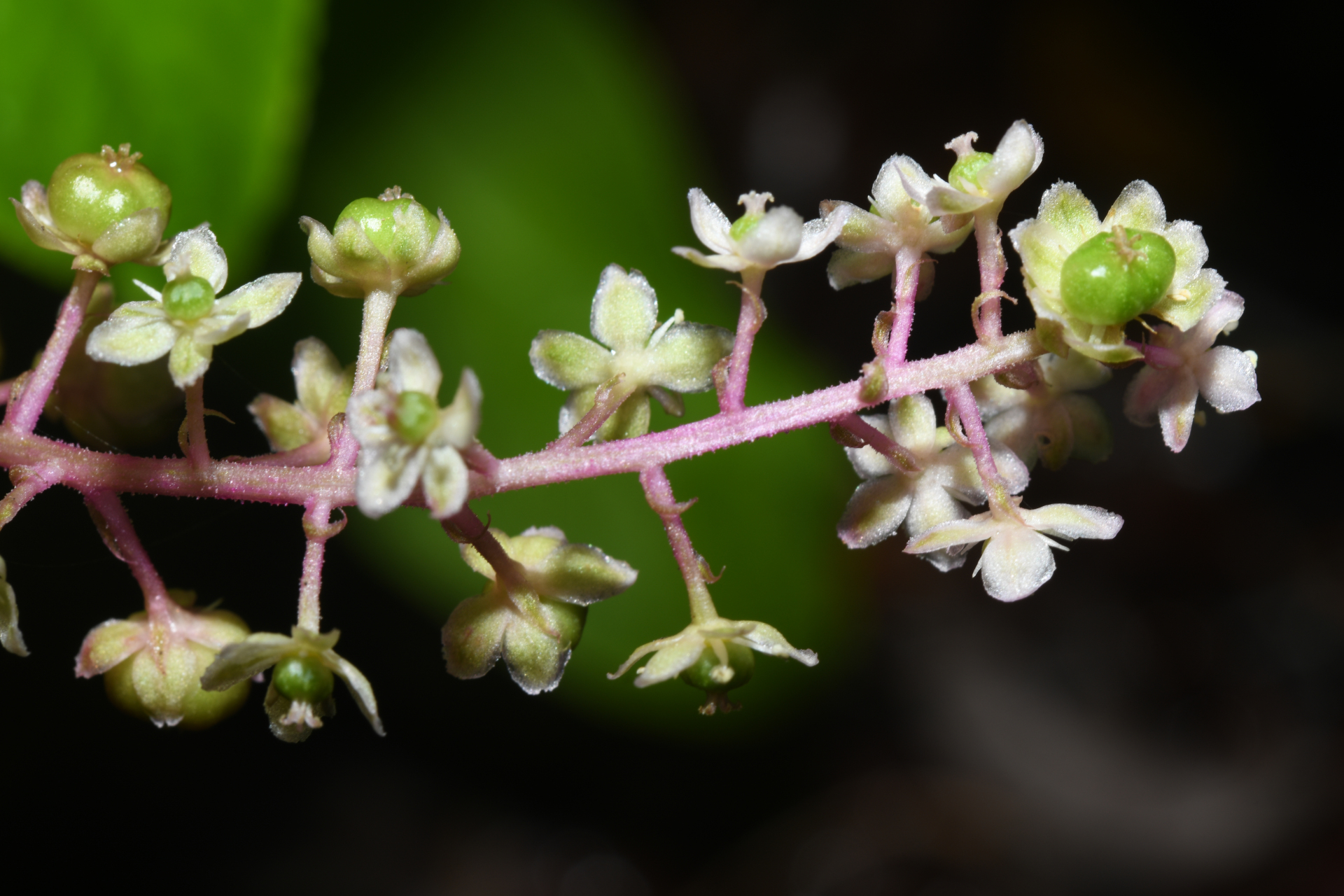 Phytolacca thyrsiflora Fenzl ex J.A.Schmidt - Photo Bivouac Naturaliste
