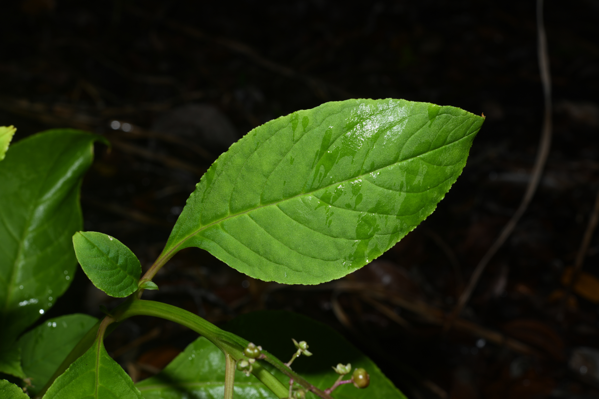 Phytolacca thyrsiflora Fenzl ex J.A.Schmidt - Photo Bivouac Naturaliste