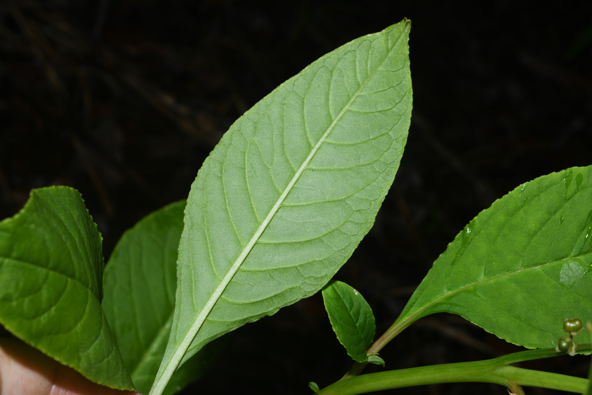 Phytolacca thyrsiflora Fenzl ex J.A.Schmidt - Photo Bivouac Naturaliste
