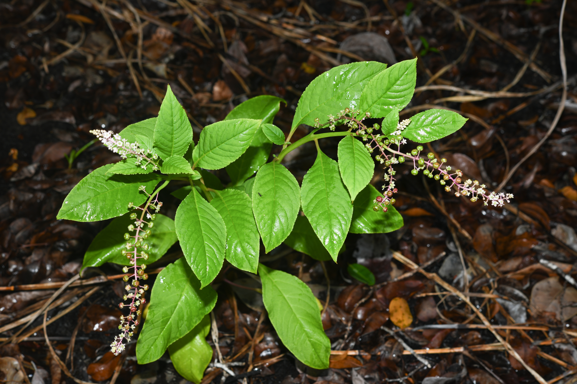 Phytolacca thyrsiflora Fenzl ex J.A.Schmidt - Photo Bivouac Naturaliste
