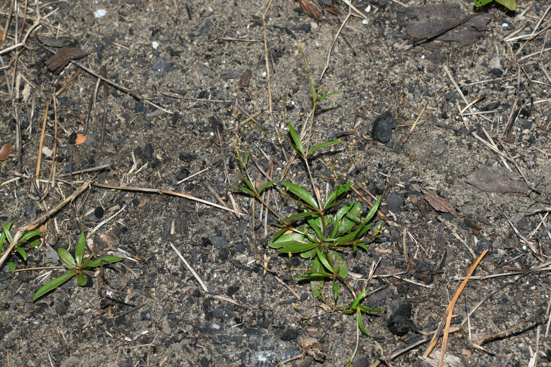 Trigastrotheca stricta (L.) Thulin - Photo Bivouac Naturaliste