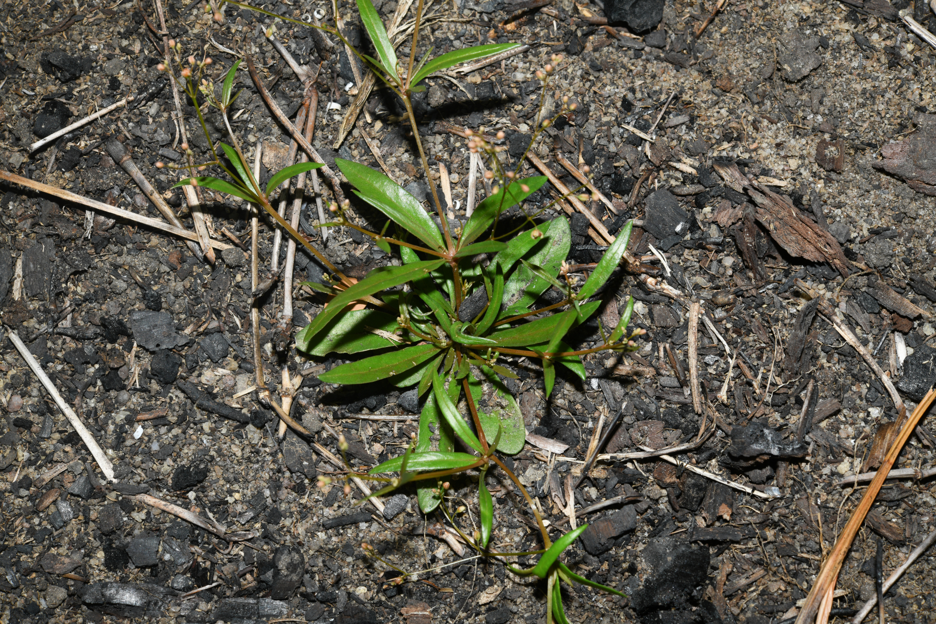 Trigastrotheca stricta (L.) Thulin - Photo Bivouac Naturaliste