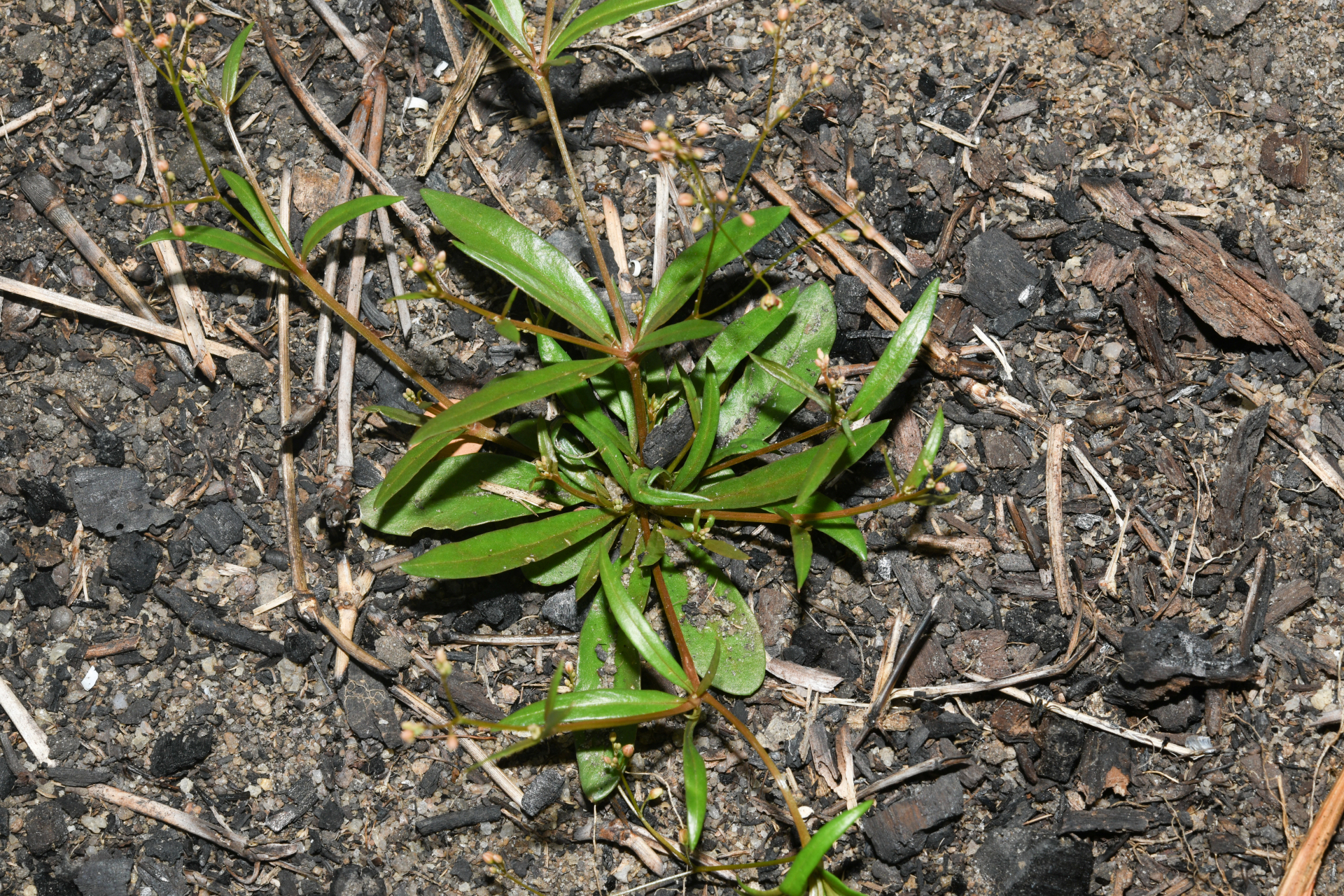 Trigastrotheca stricta (L.) Thulin - Photo Bivouac Naturaliste