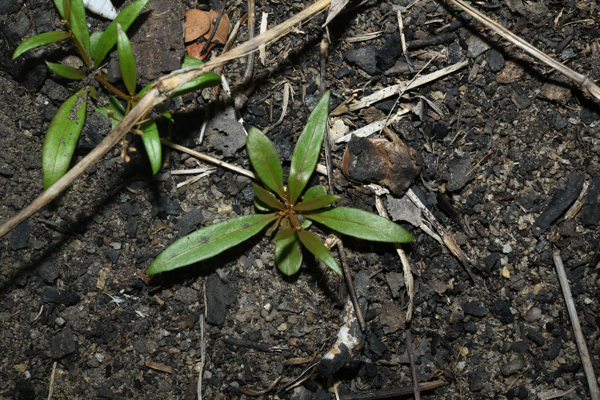 Trigastrotheca stricta (L.) Thulin - Photo Bivouac Naturaliste