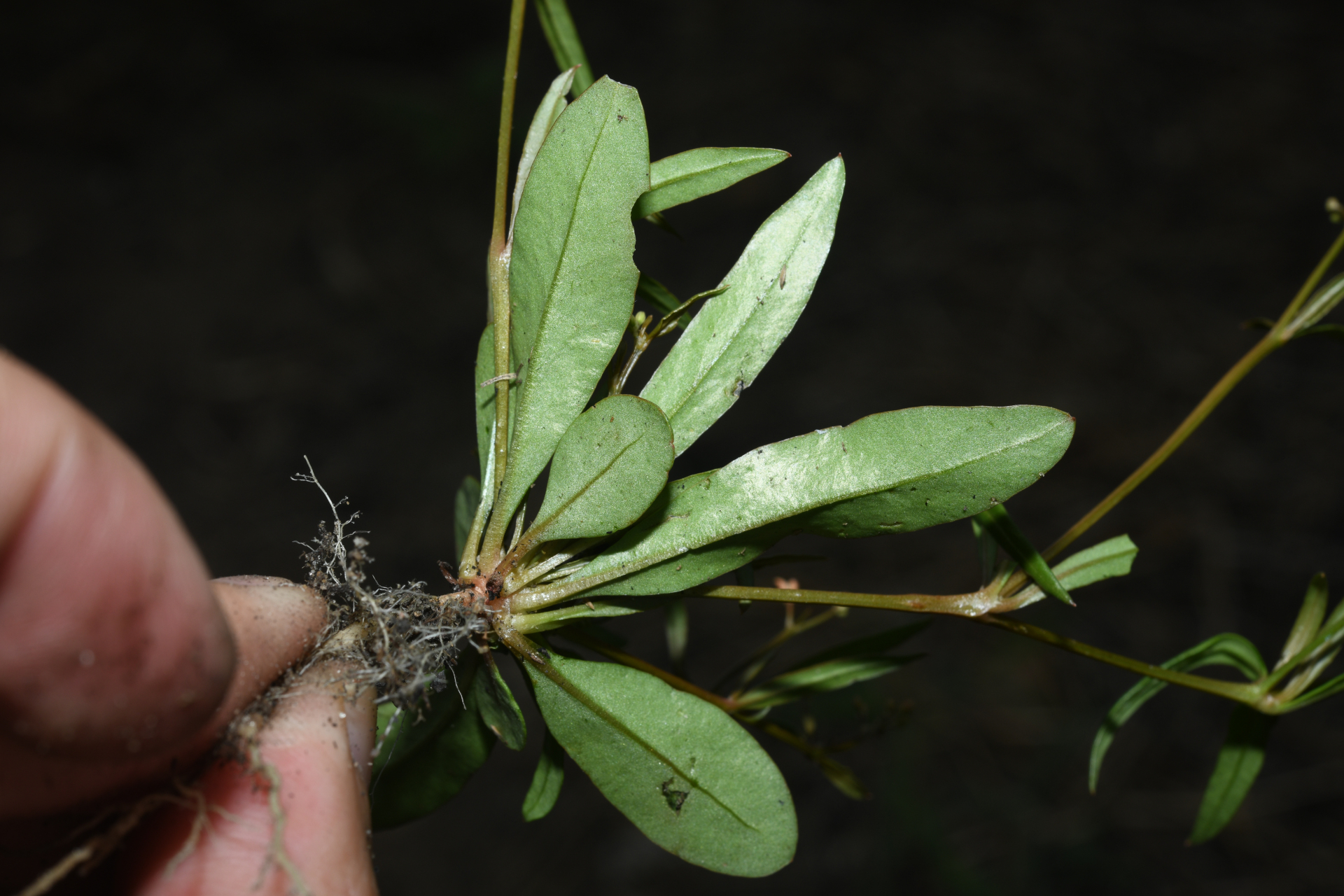Trigastrotheca stricta (L.) Thulin - Photo Bivouac Naturaliste