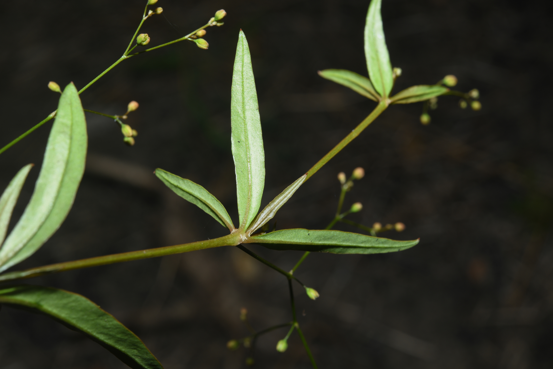 Trigastrotheca stricta (L.) Thulin - Photo Bivouac Naturaliste