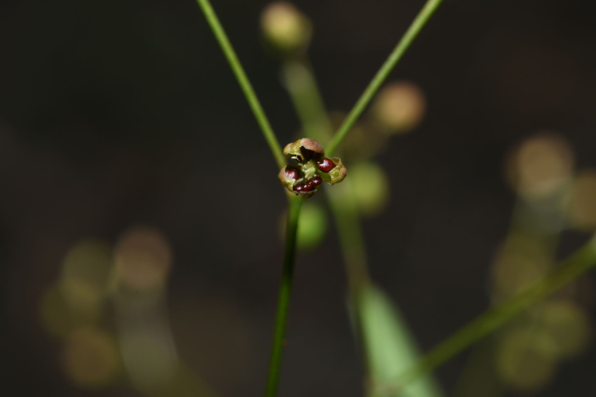 Trigastrotheca stricta (L.) Thulin - Photo Bivouac Naturaliste