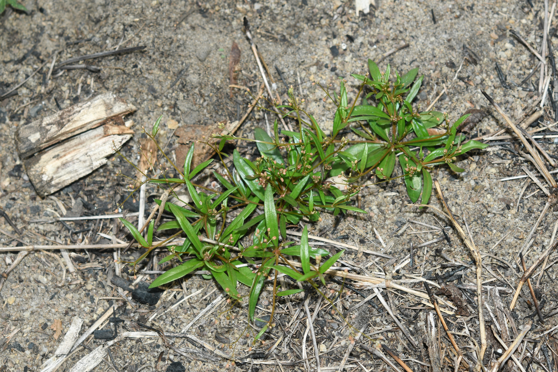 Trigastrotheca stricta (L.) Thulin - Photo Bivouac Naturaliste