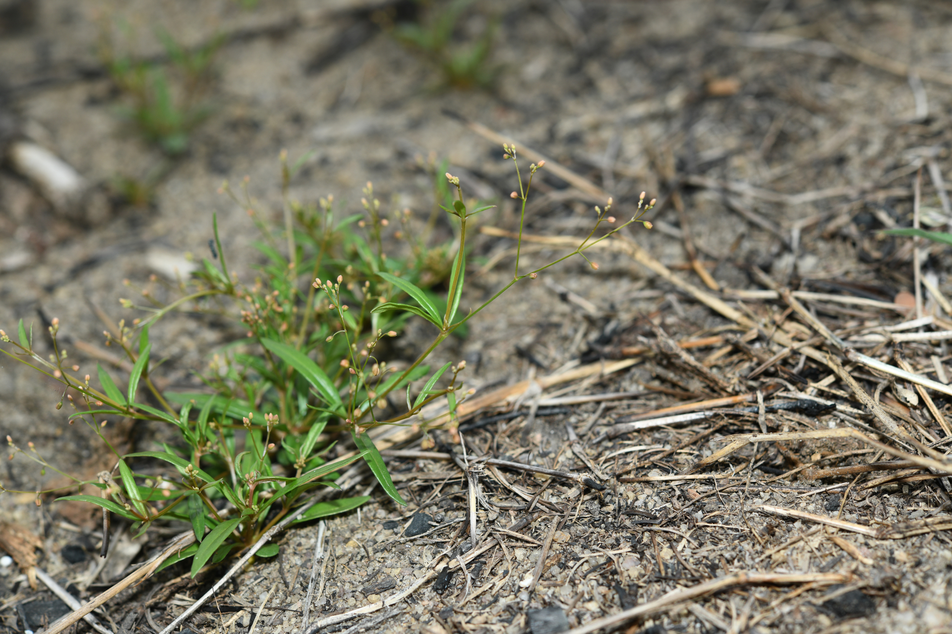 Trigastrotheca stricta (L.) Thulin - Photo Bivouac Naturaliste