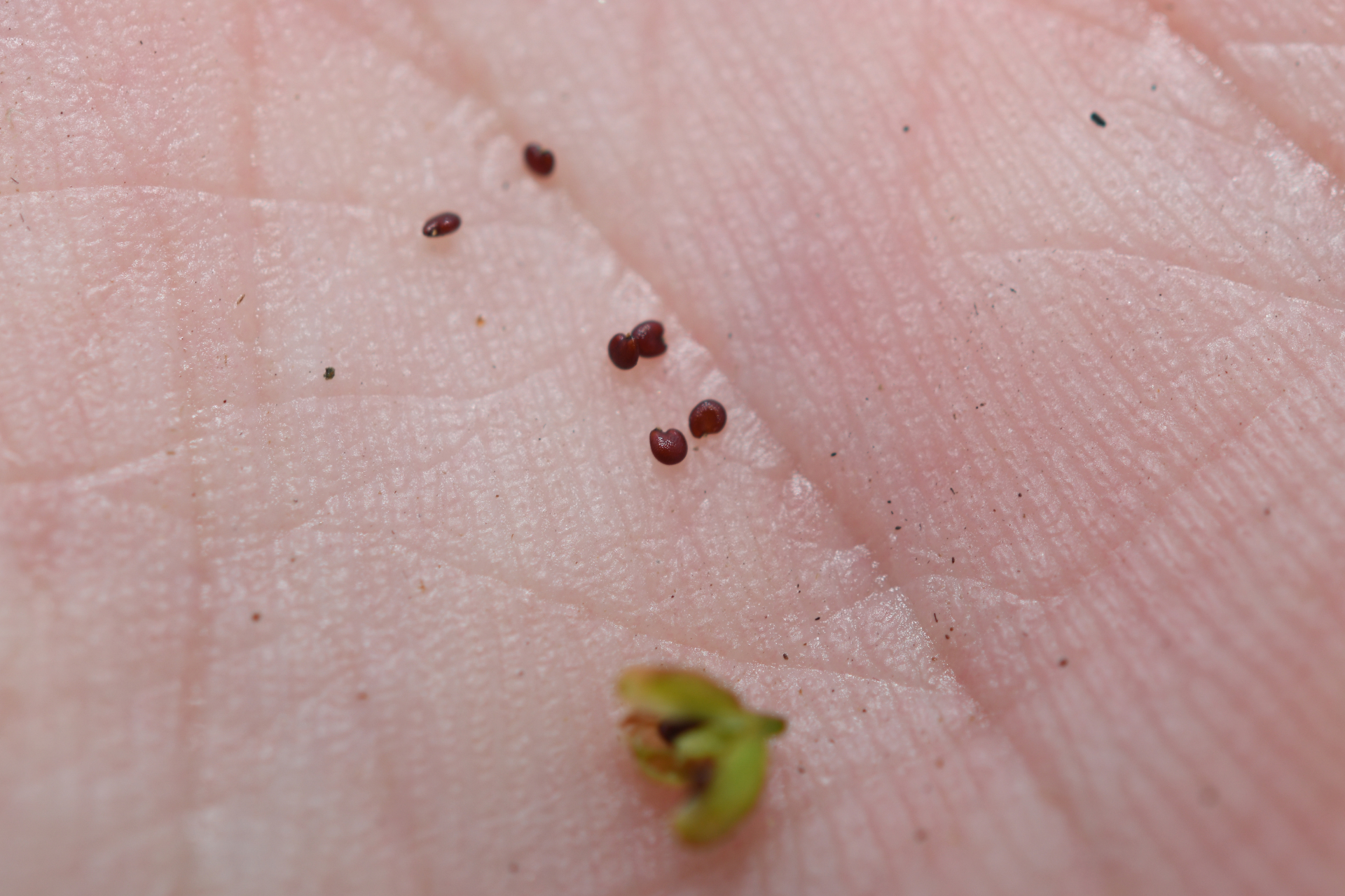 Trigastrotheca stricta (L.) Thulin - Photo Bivouac Naturaliste