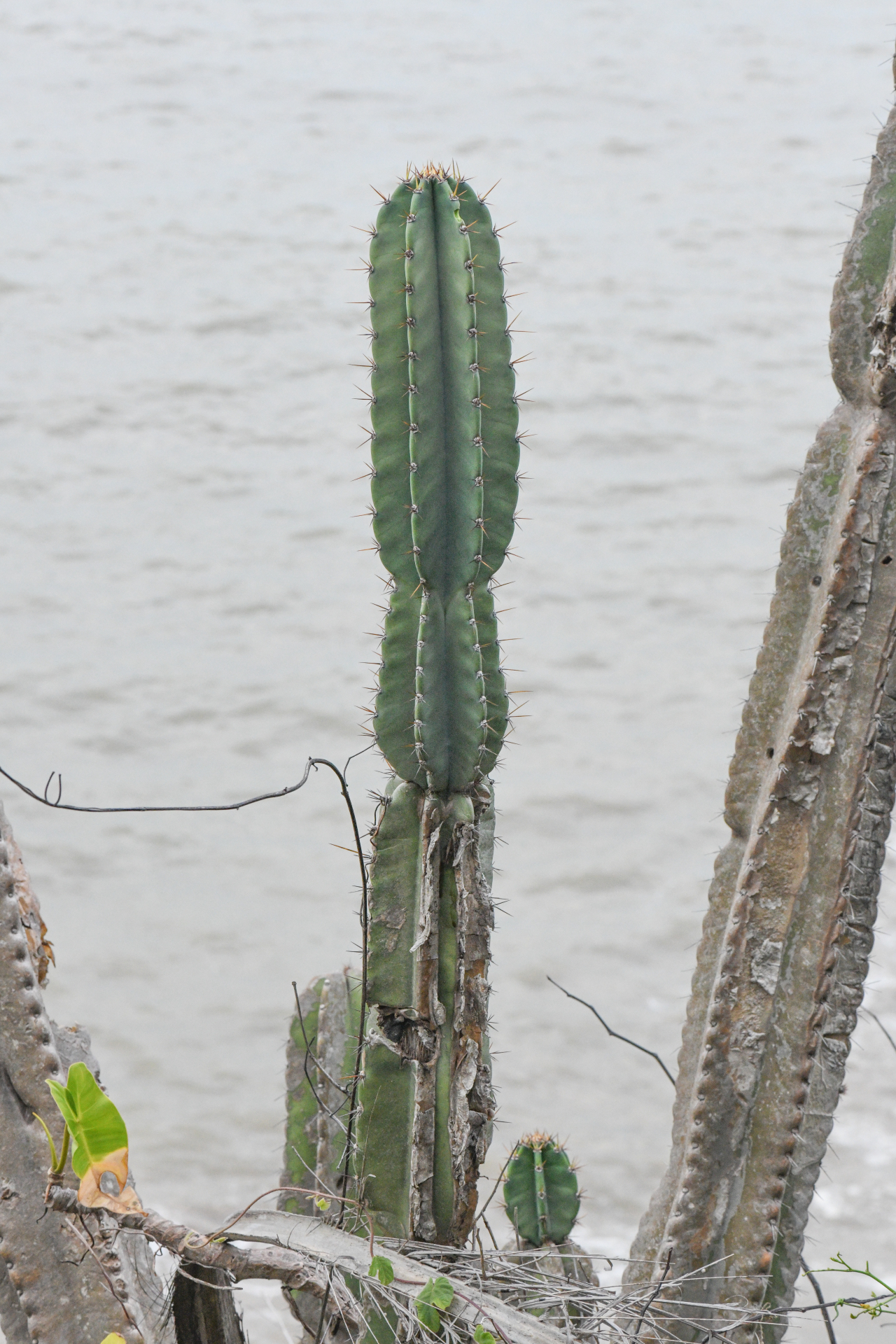 Cereus hexagonus (L.) Mill. - Photo Bivouac Naturaliste