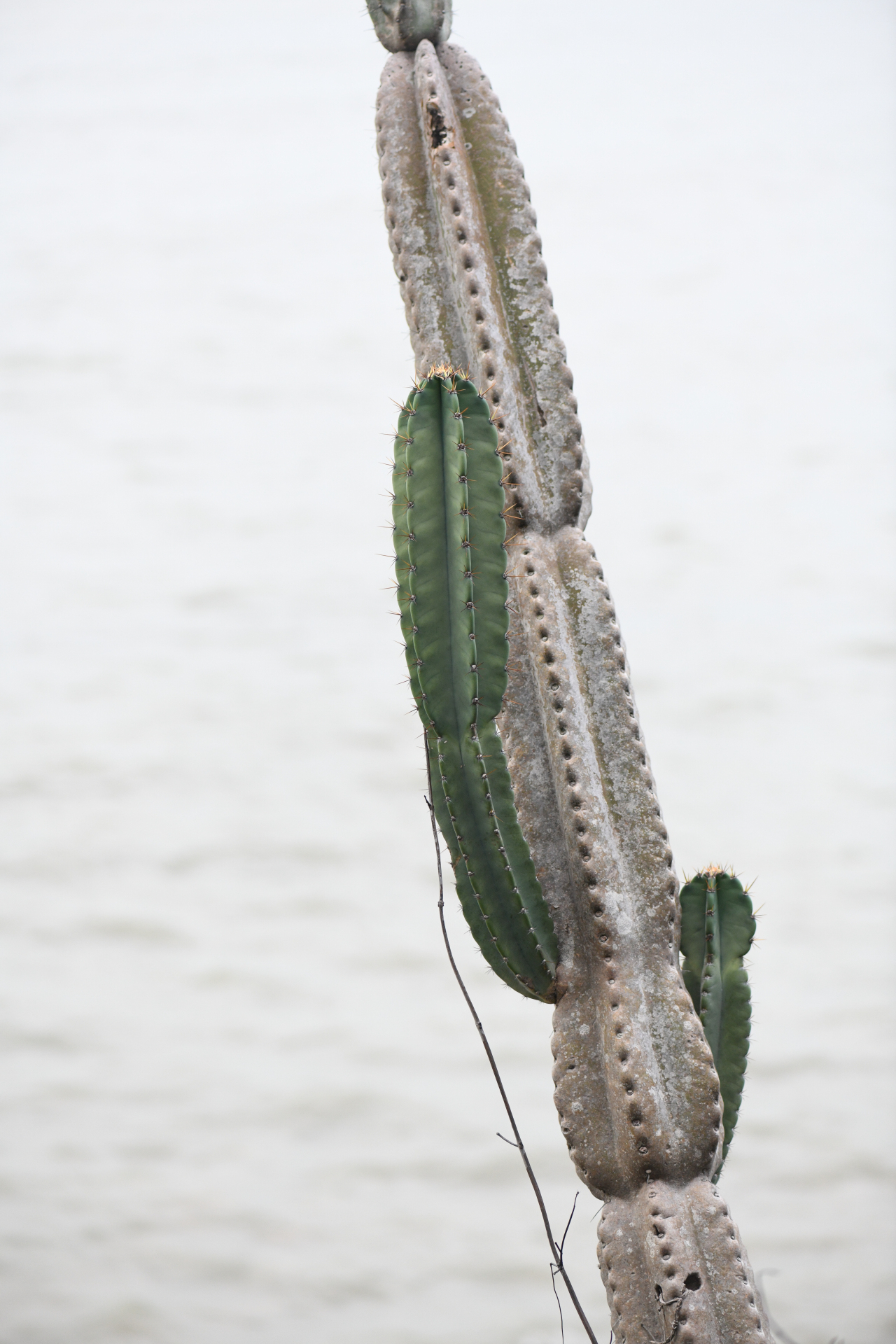 Cereus hexagonus (L.) Mill. - Photo Bivouac Naturaliste