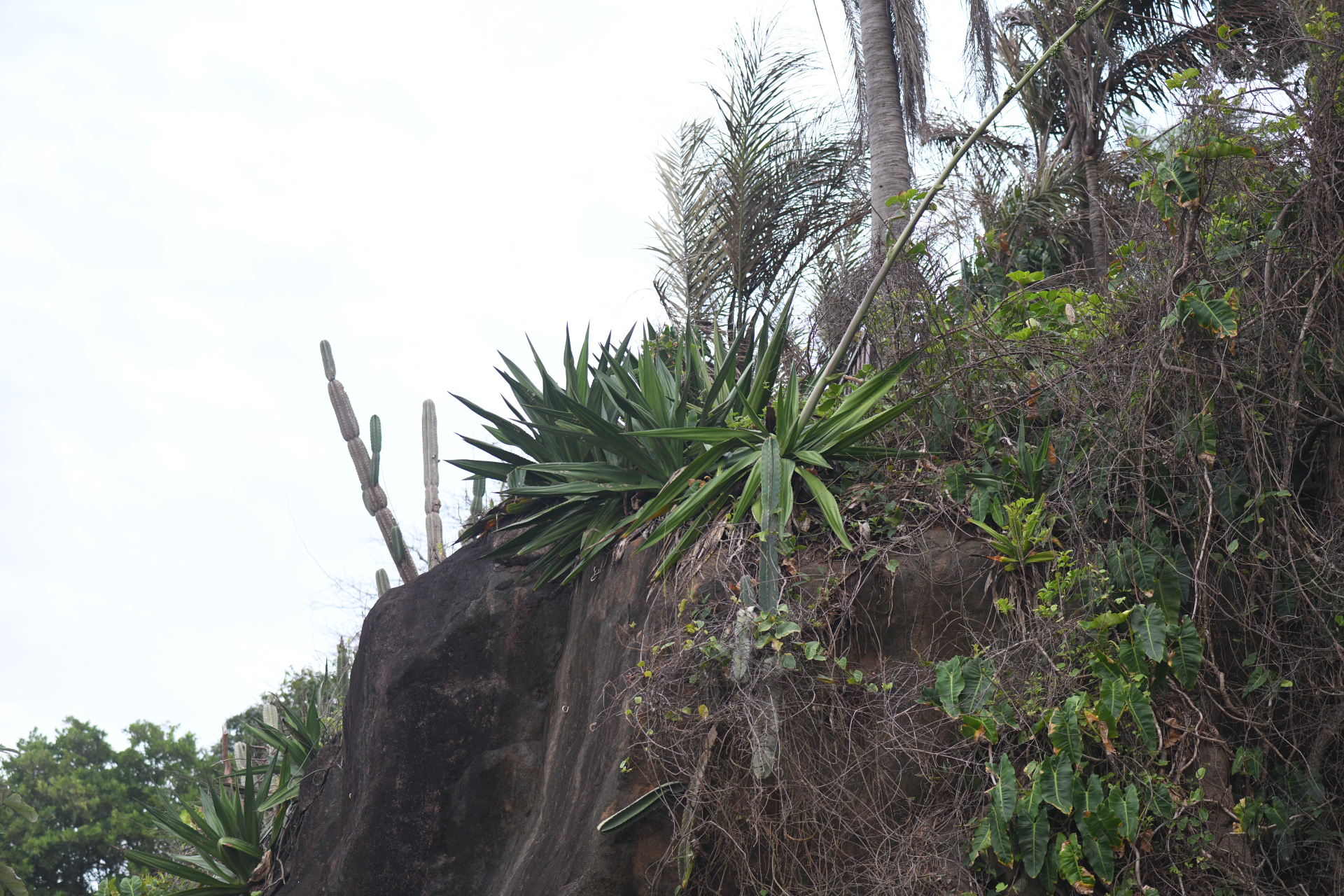 Cereus hexagonus (L.) Mill. - Photo Bivouac Naturaliste