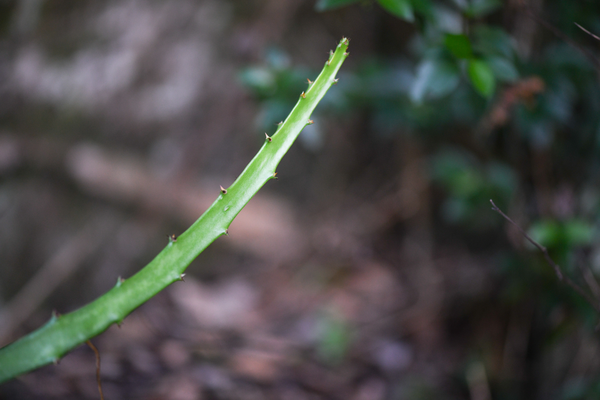 Selenicereus triangularis (L.) D.R.Hunt - Photo Bivouac Naturaliste
