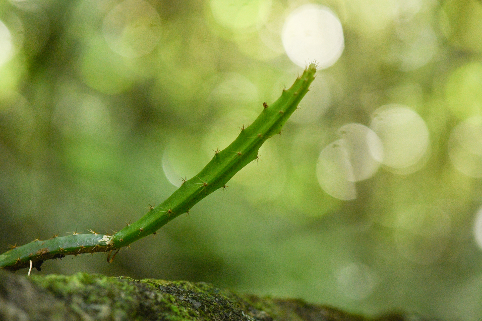 Selenicereus triangularis (L.) D.R.Hunt - Photo Bivouac Naturaliste