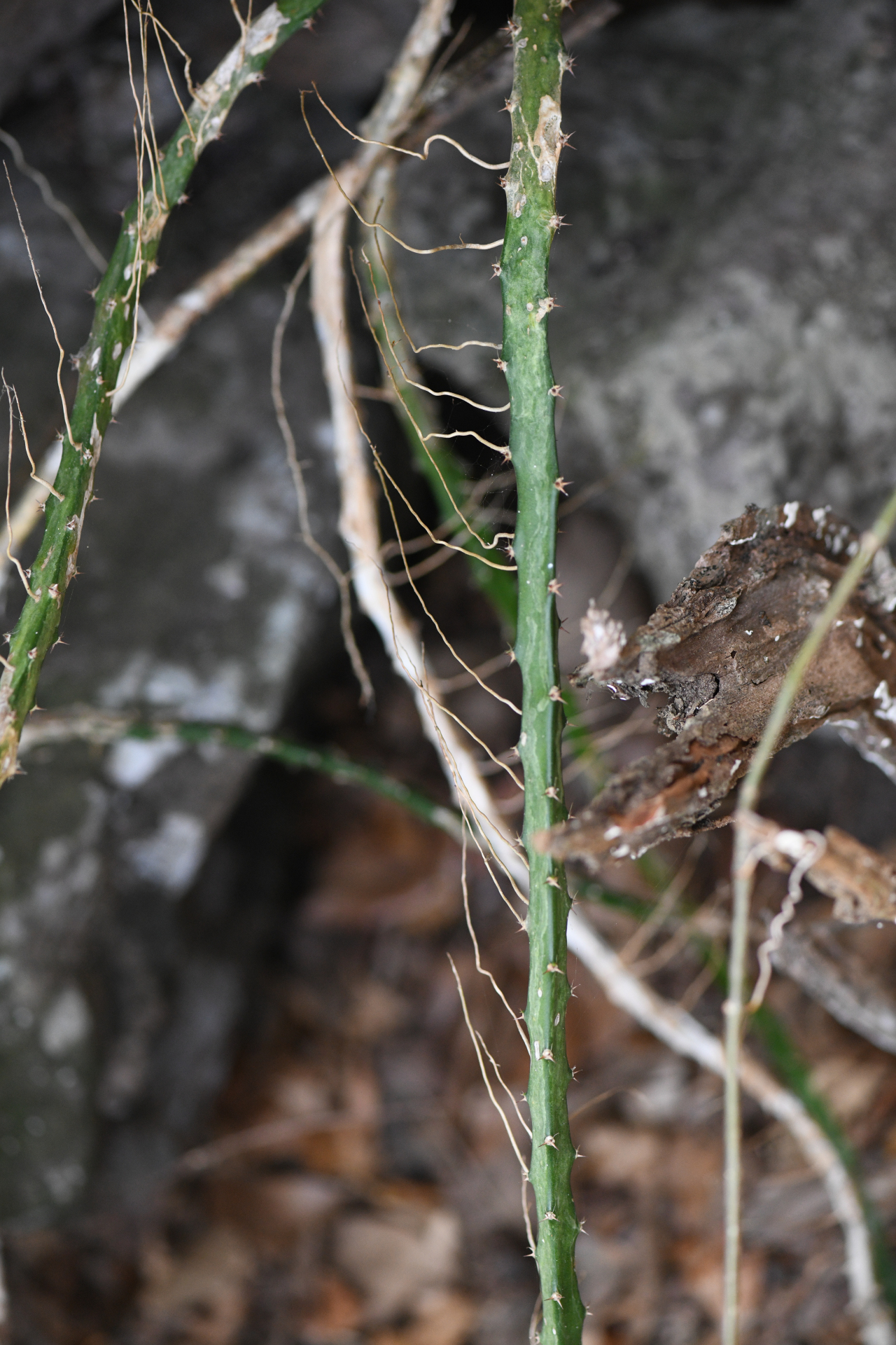 Selenicereus triangularis (L.) D.R.Hunt - Photo Bivouac Naturaliste